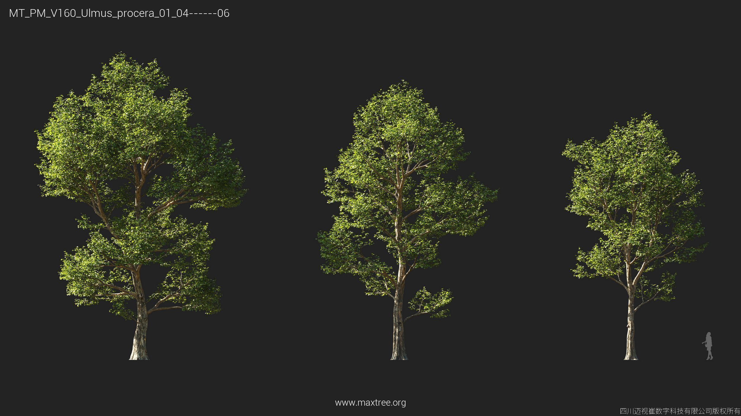 Maxtree Plant Models Vol 160 - Mesh 3D model_28