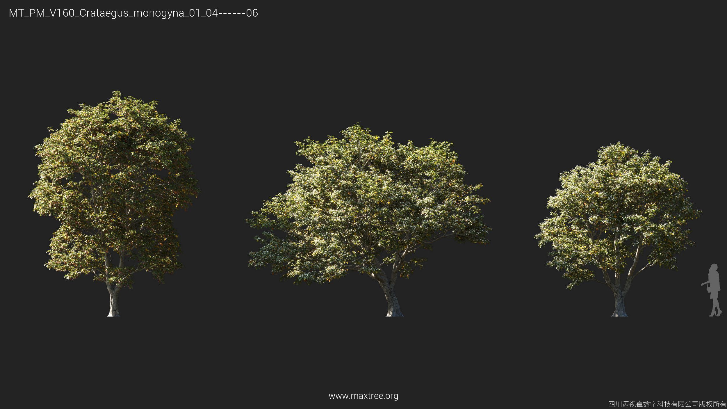 Maxtree Plant Models Vol 160 - Mesh 3D model_14