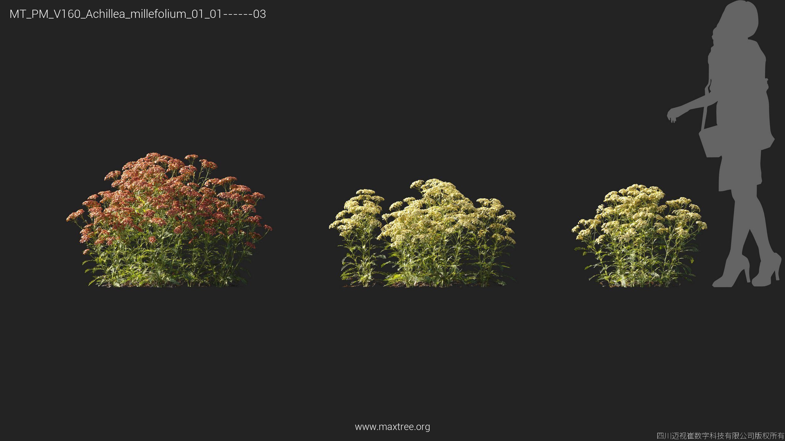 Maxtree Plant Models Vol 160 - Mesh 3D model_5
