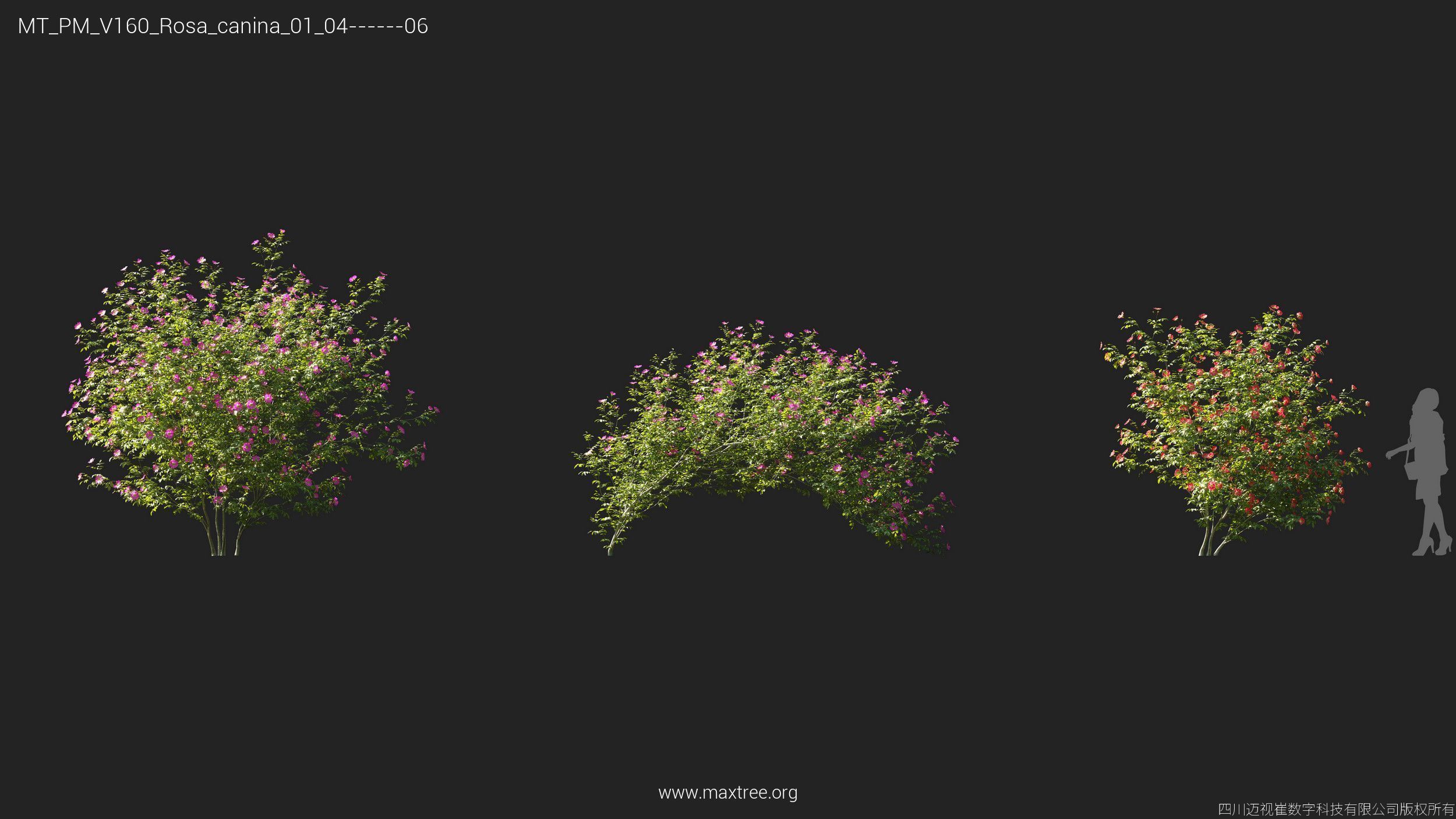Maxtree Plant Models Vol 160 - Mesh 3D model_22