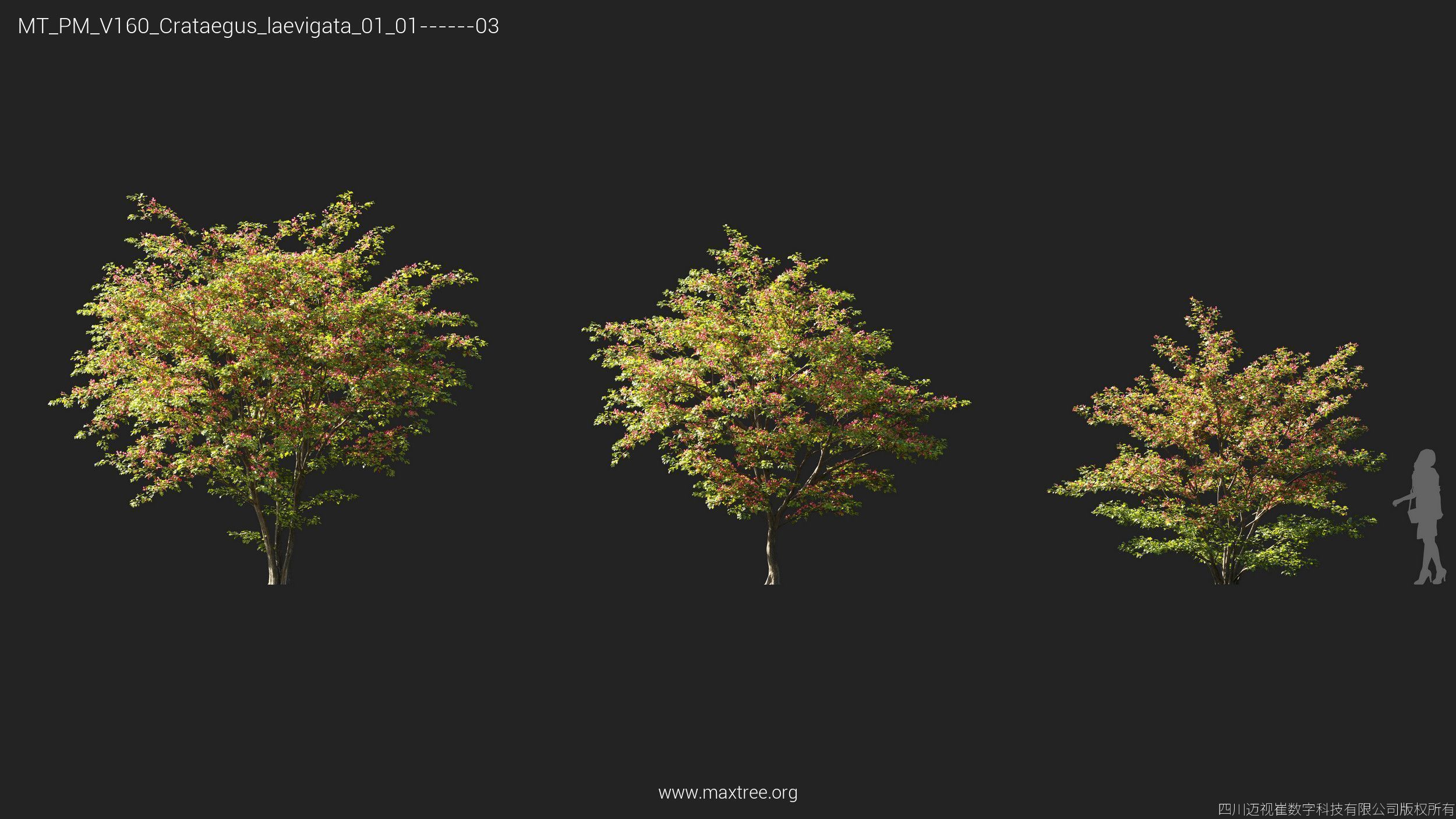 Maxtree Plant Models Vol 160 - Mesh 3D model_11