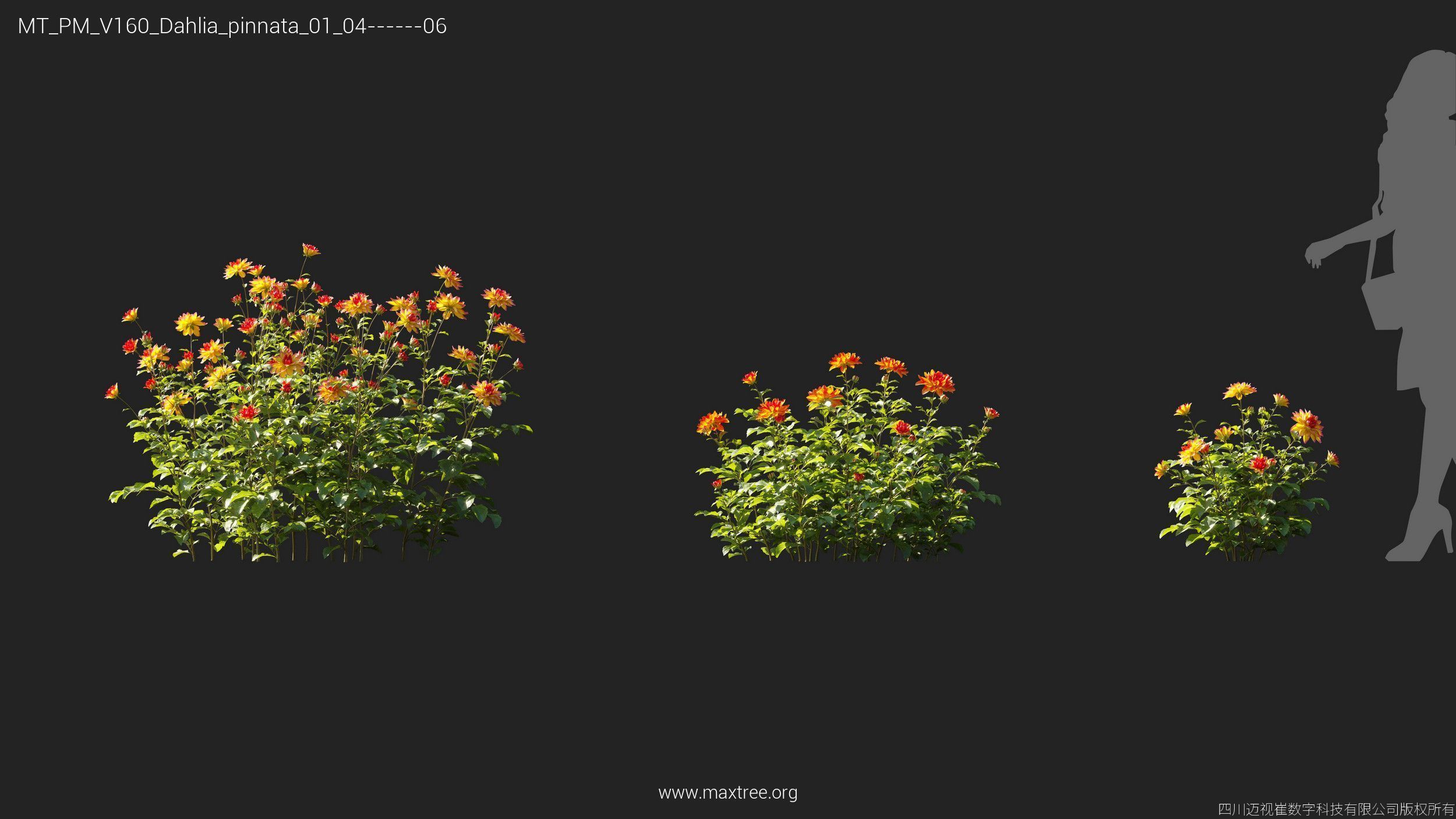 Maxtree Plant Models Vol 160 - Mesh 3D model_16