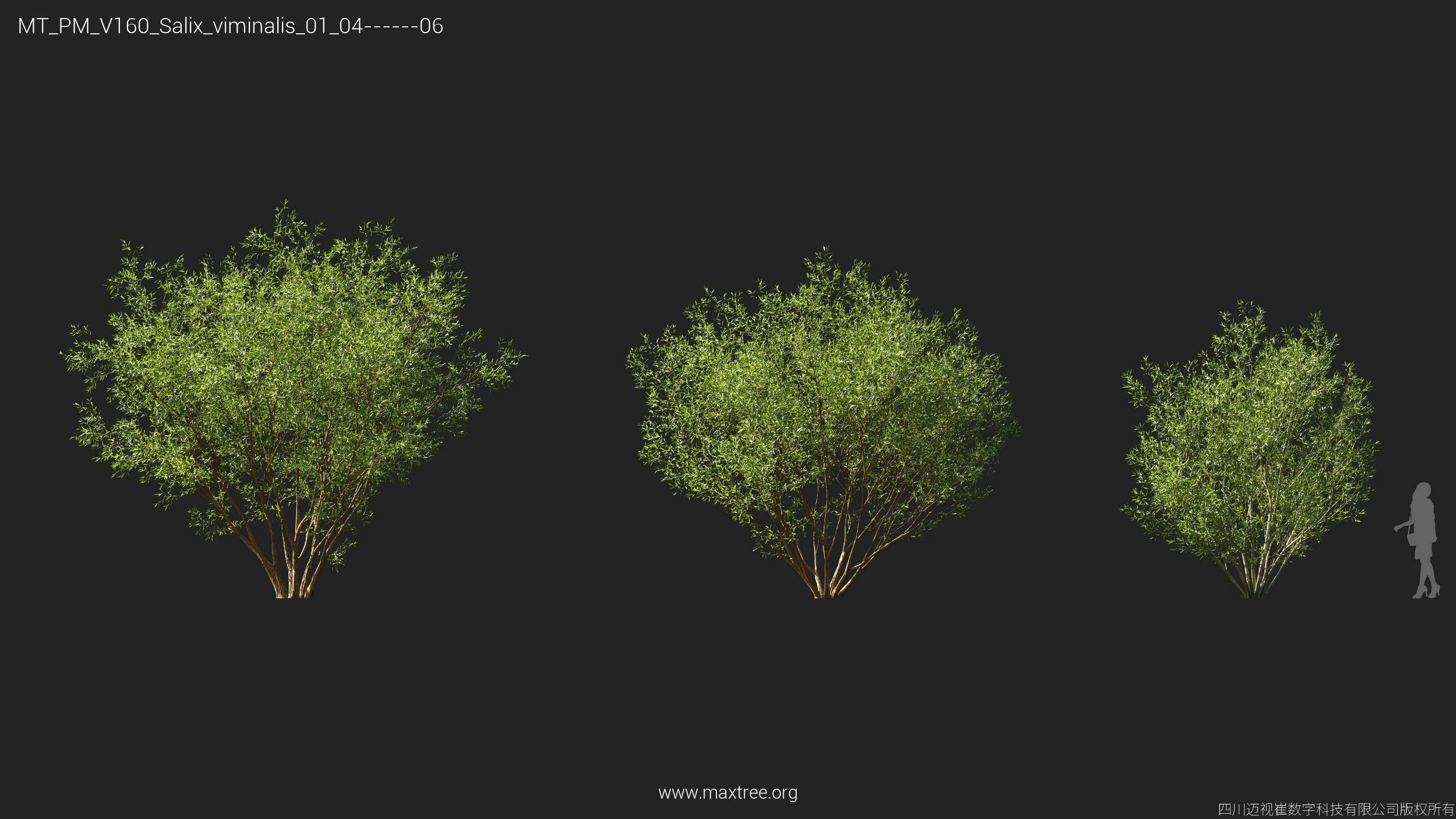 Maxtree Plant Models Vol 160 - Mesh 3D model_24