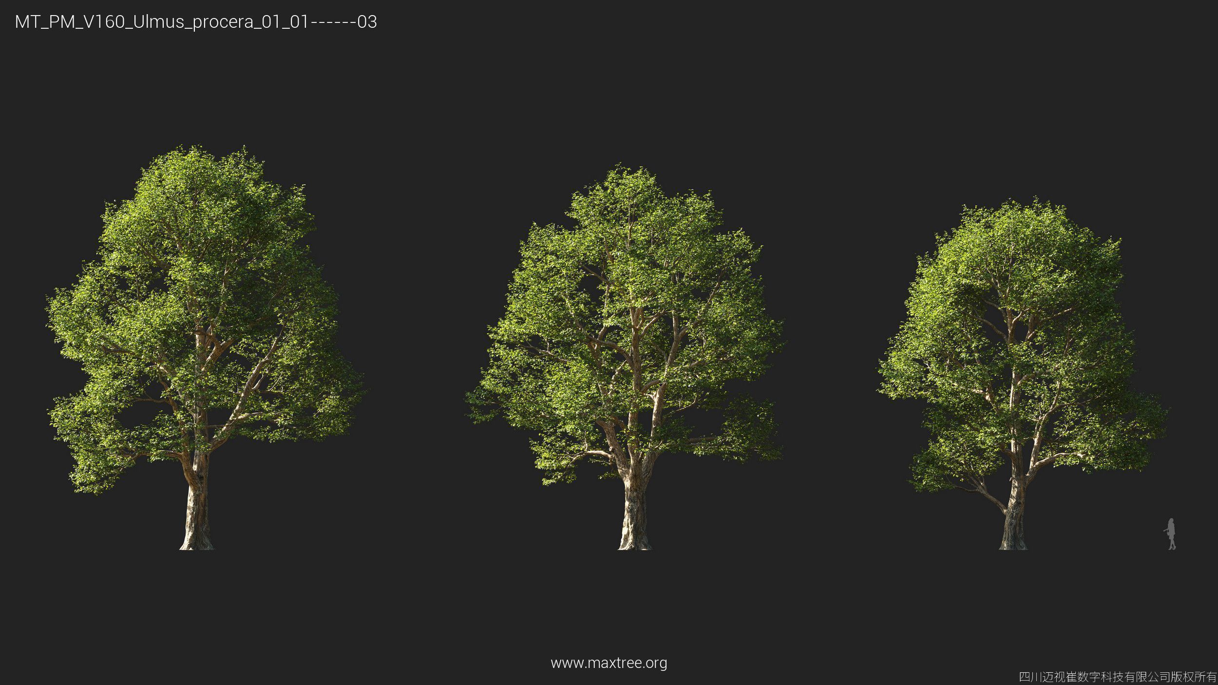 Maxtree Plant Models Vol 160 - Mesh 3D model_27