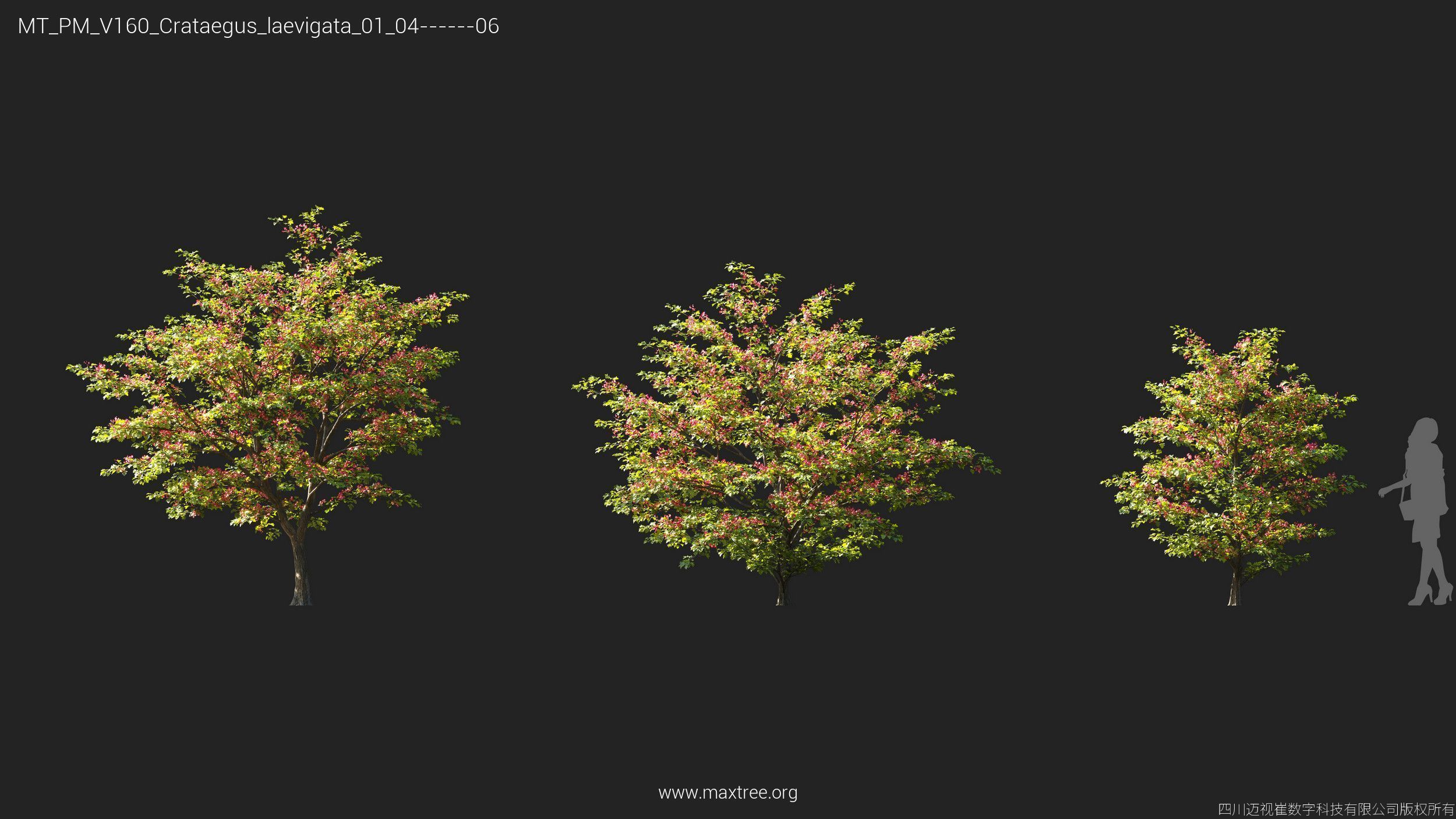 Maxtree Plant Models Vol 160 - Mesh 3D model_12