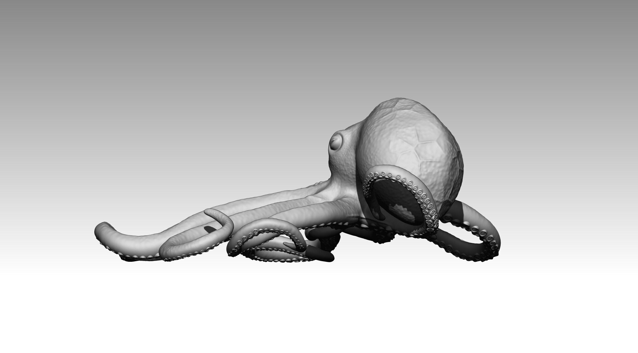 Octopus 3D print model_18