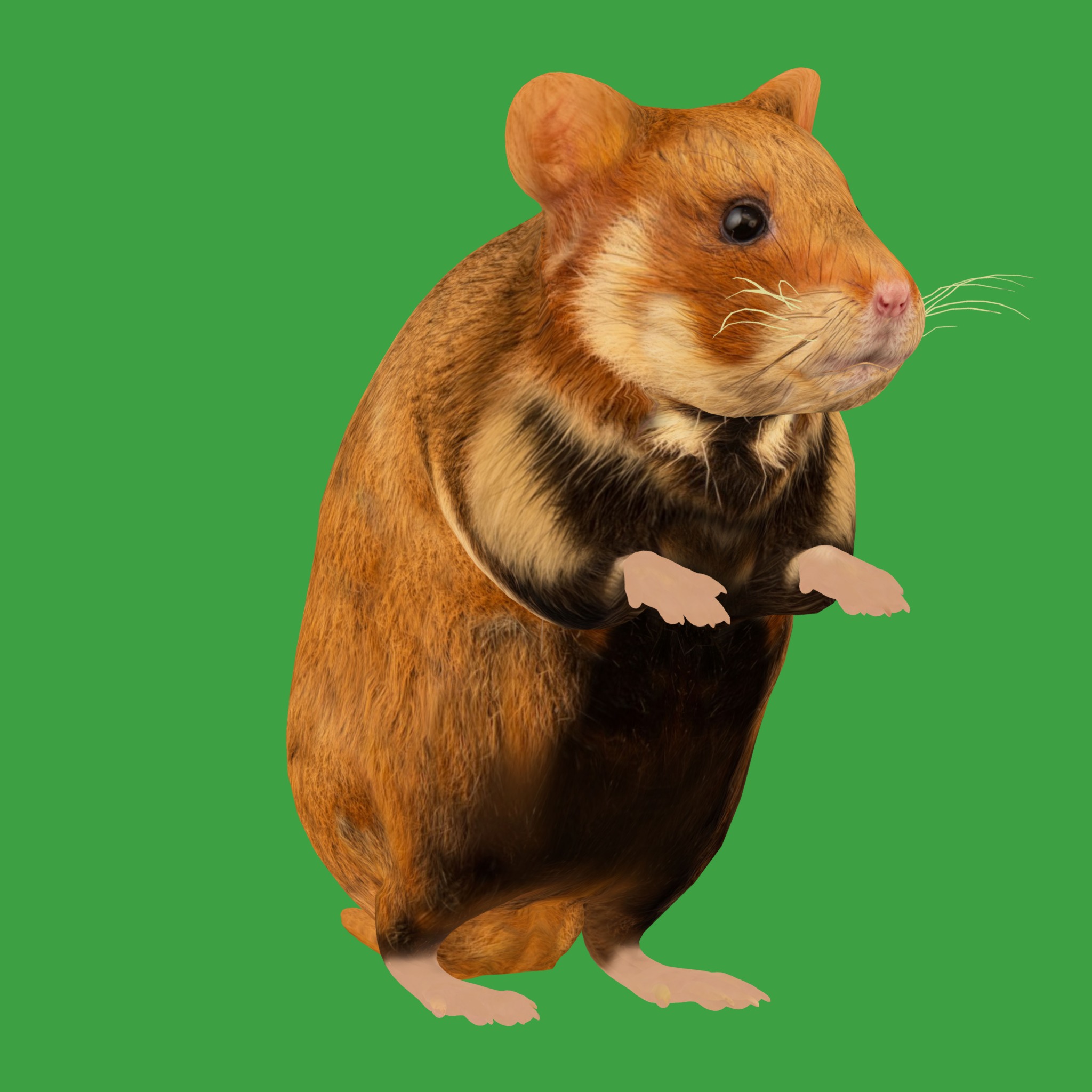 European Hamster Low-poly 3D model_29