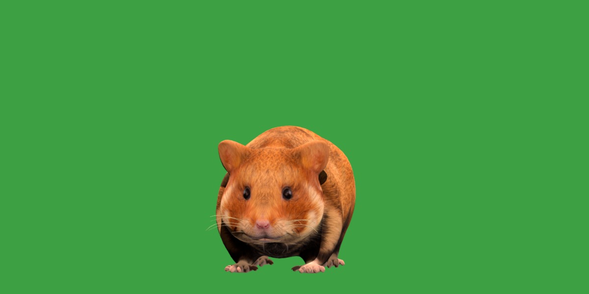 European Hamster Low-poly 3D model_17