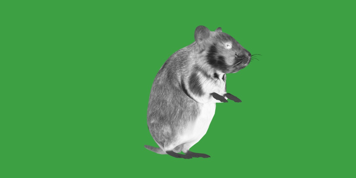 European Hamster Low-poly 3D model_12