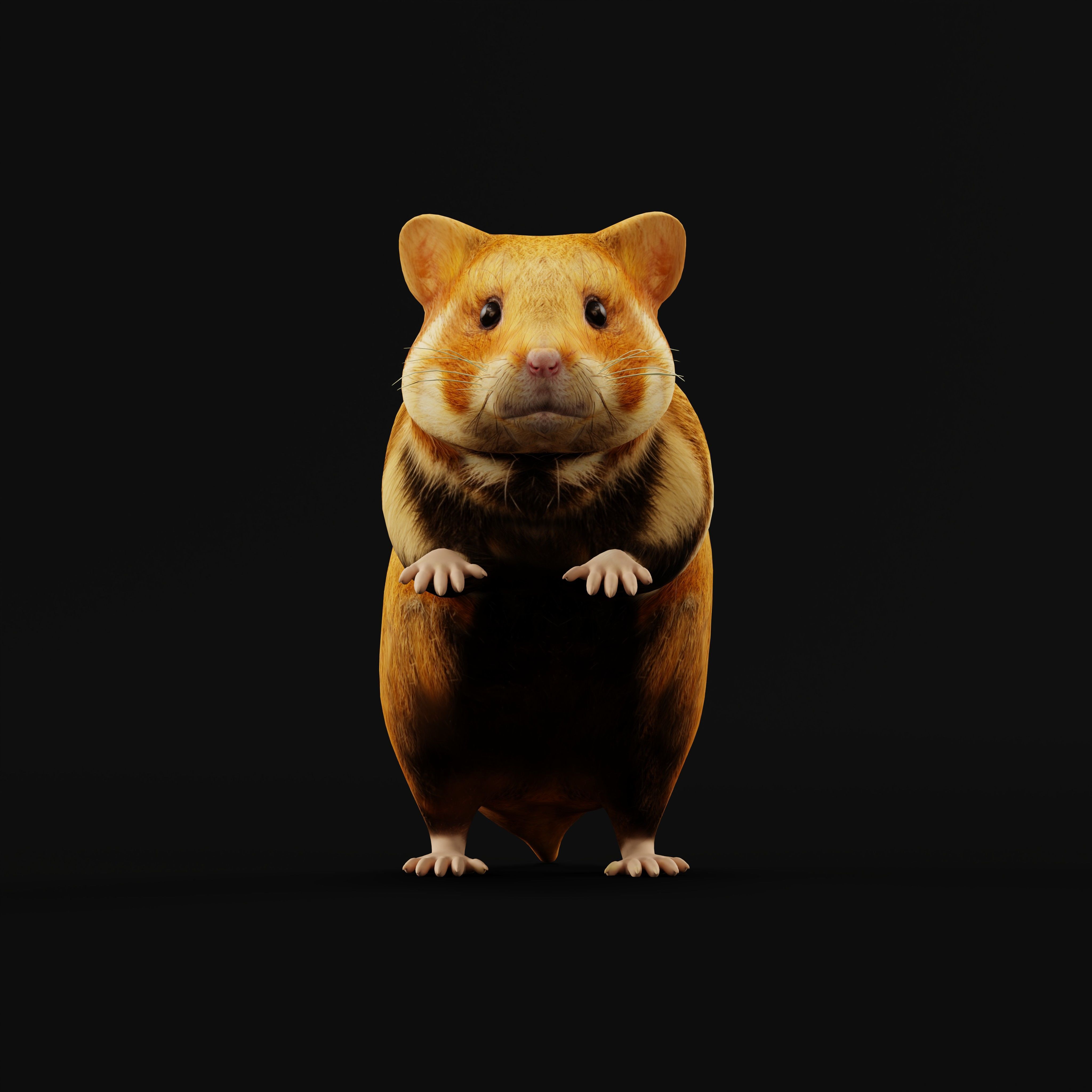European Hamster Low-poly 3D model_42