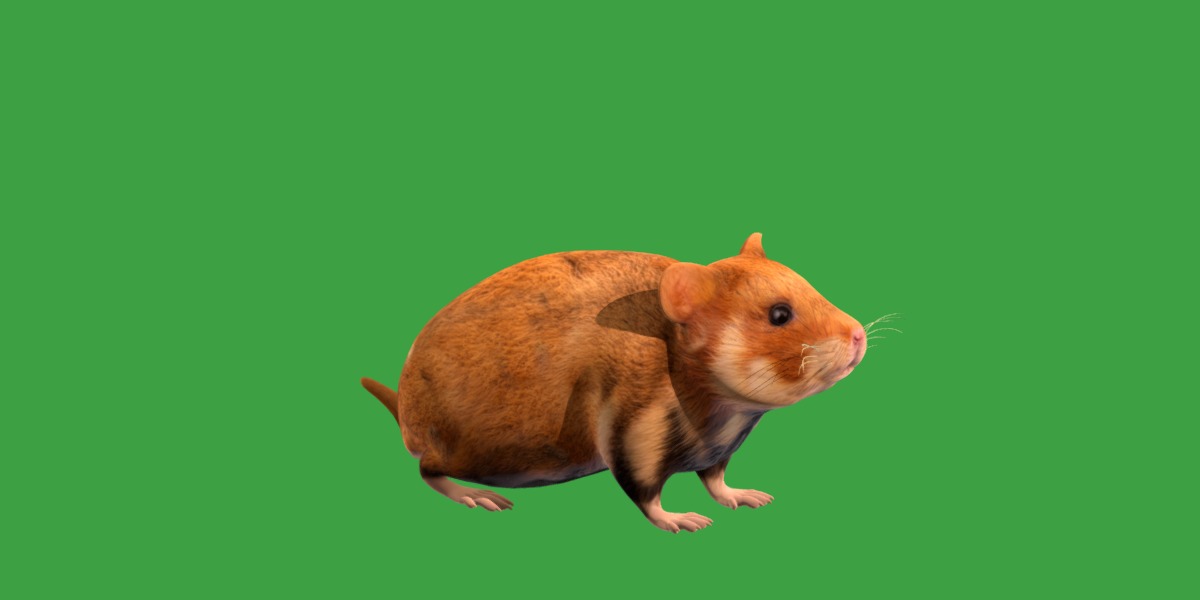 European Hamster Low-poly 3D model_7