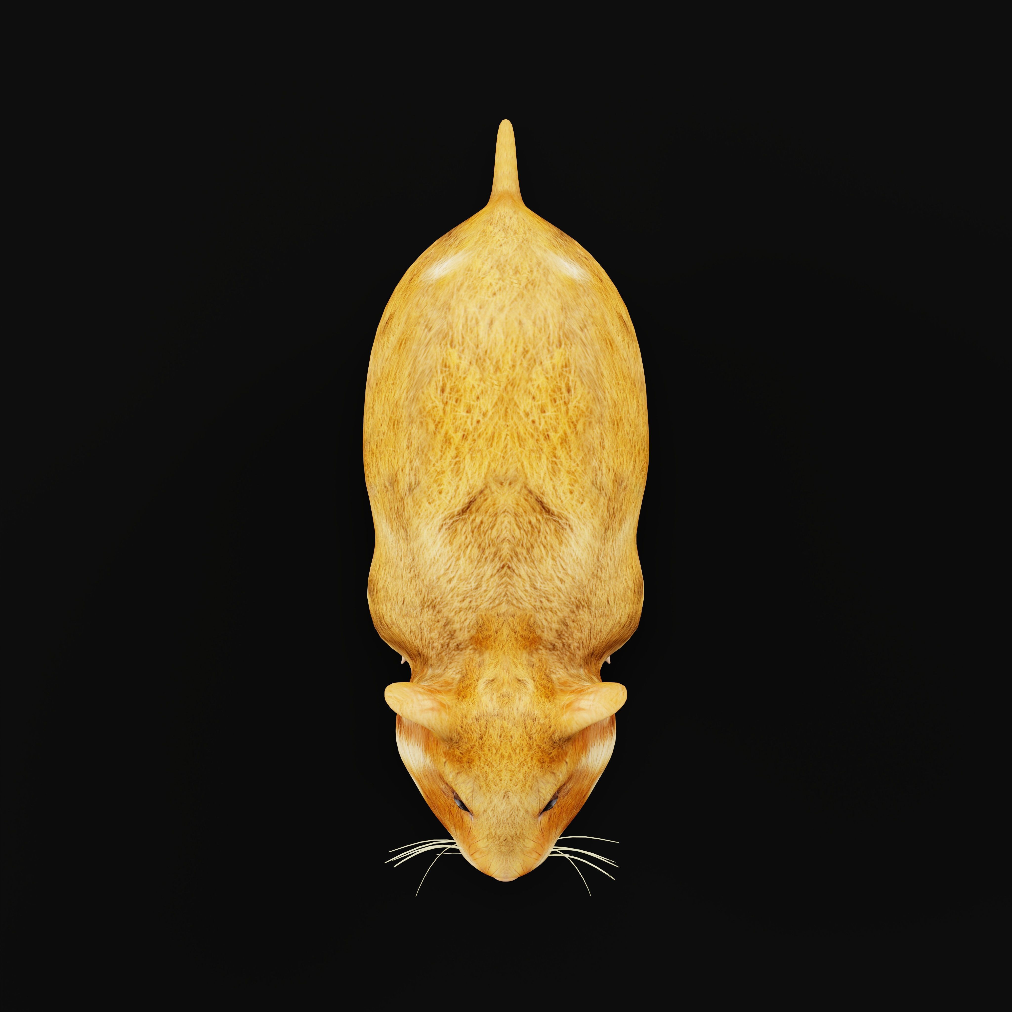 European Hamster Low-poly 3D model_39