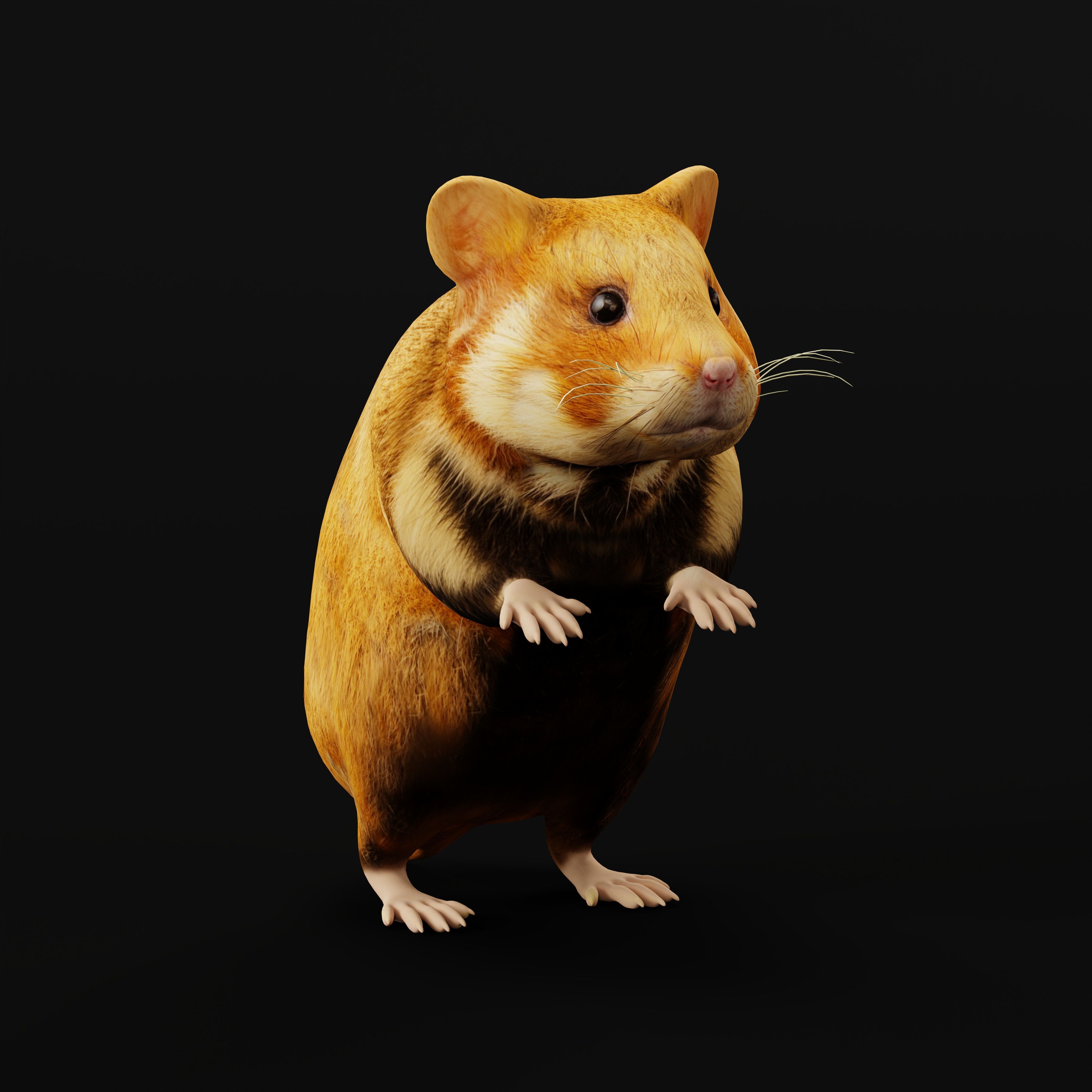 European Hamster Low-poly 3D model_41