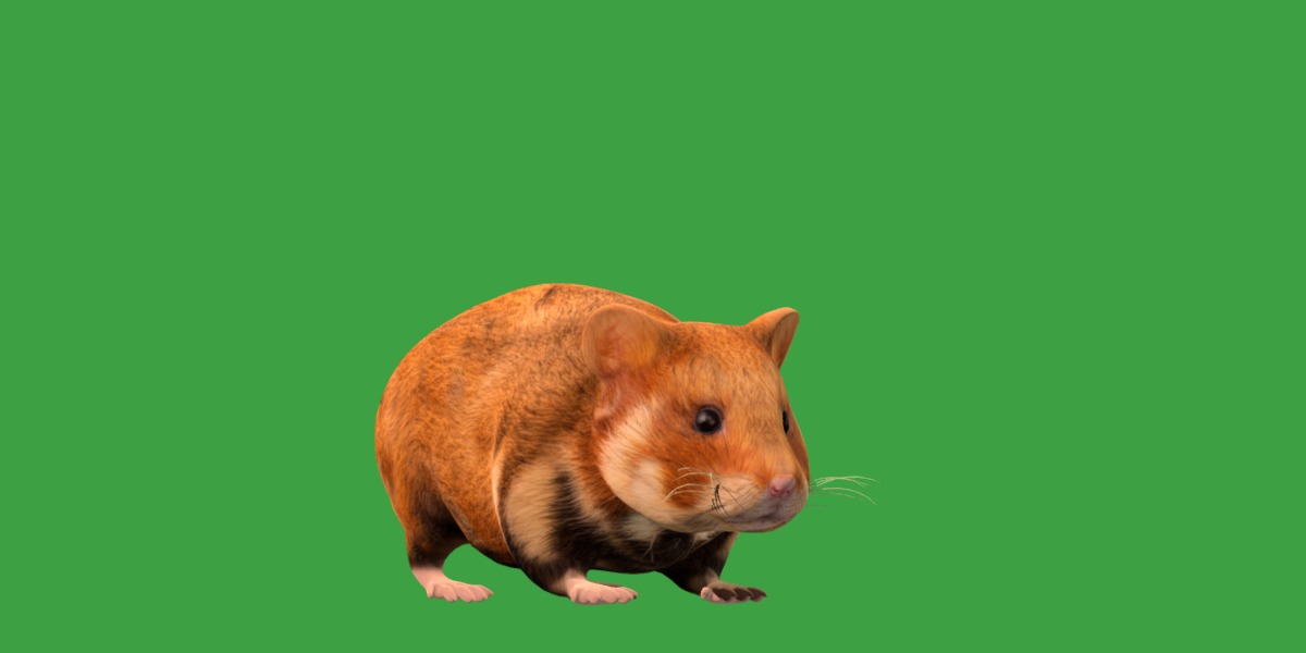 European Hamster Low-poly 3D model_28
