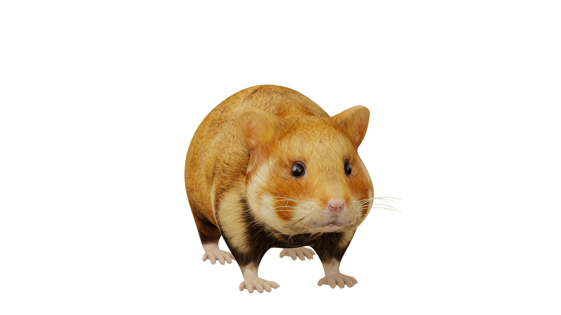 European Hamster Low-poly 3D model_6