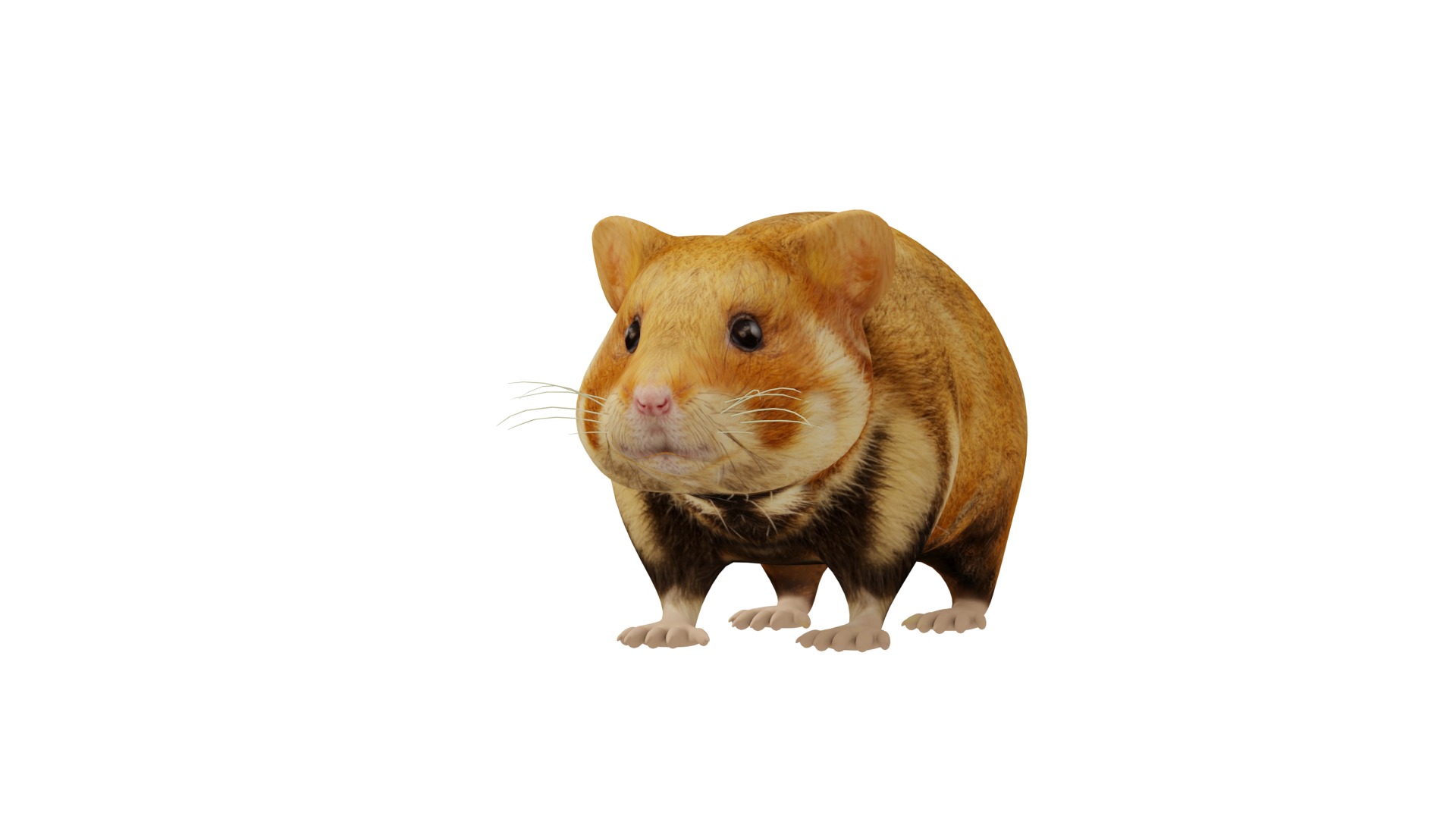 European Hamster Low-poly 3D model_5