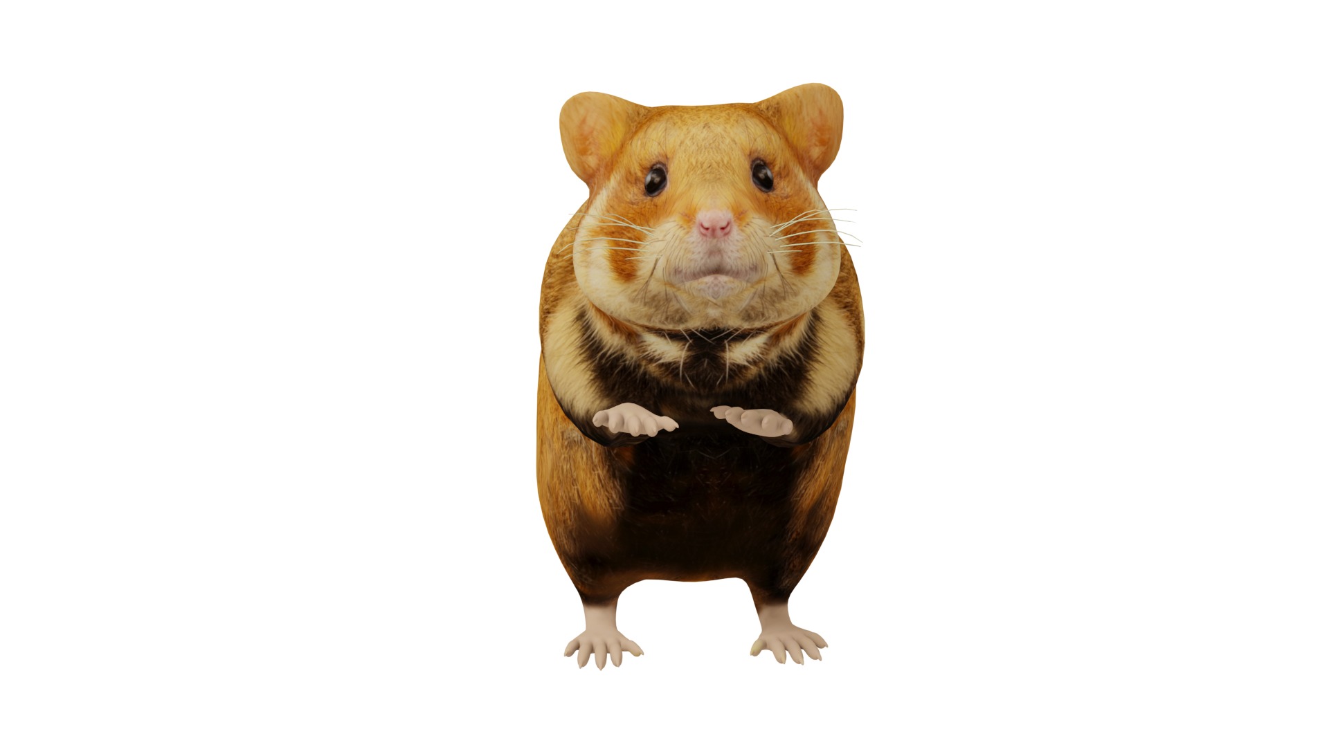 European Hamster Low-poly 3D model_4
