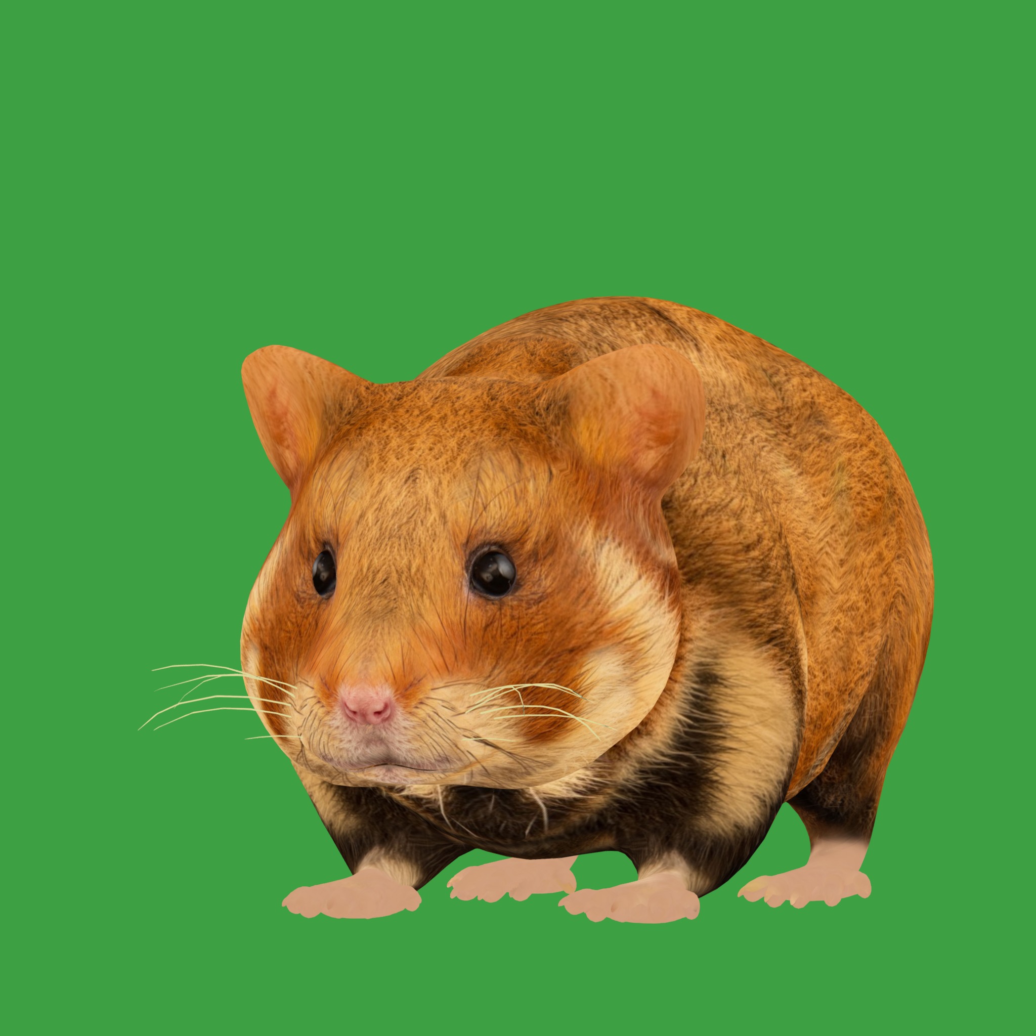 European Hamster Low-poly 3D model_27