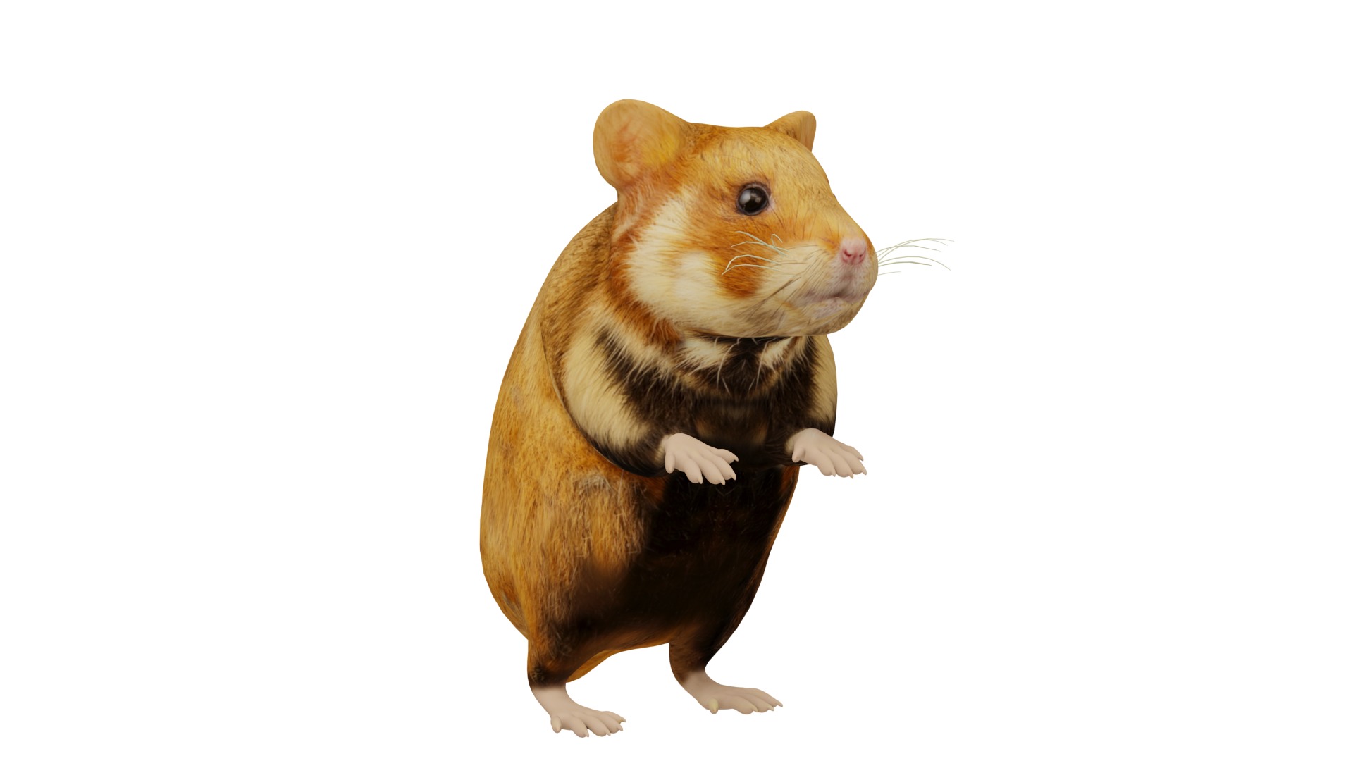 European Hamster Low-poly 3D model_3