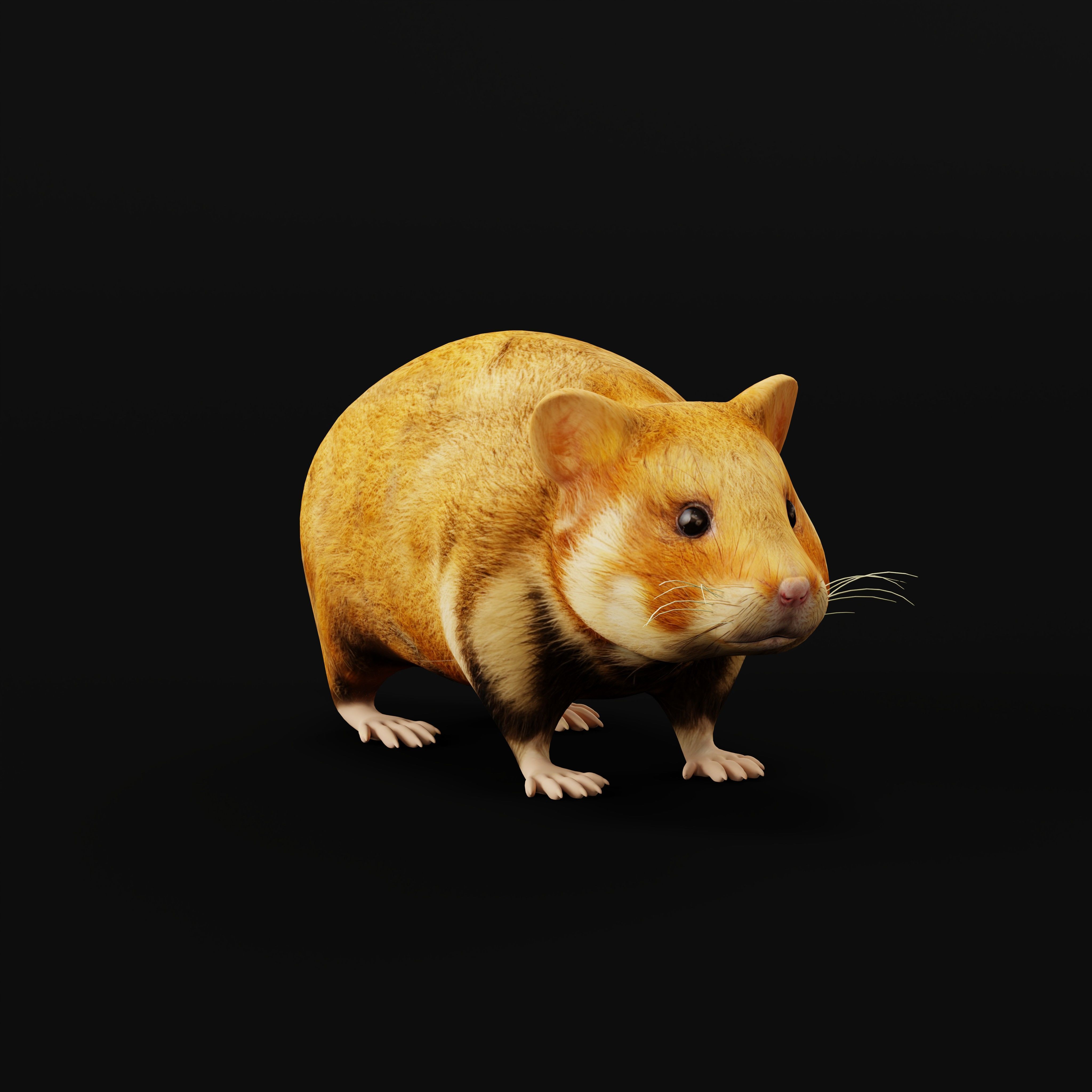 European Hamster Low-poly 3D model_36