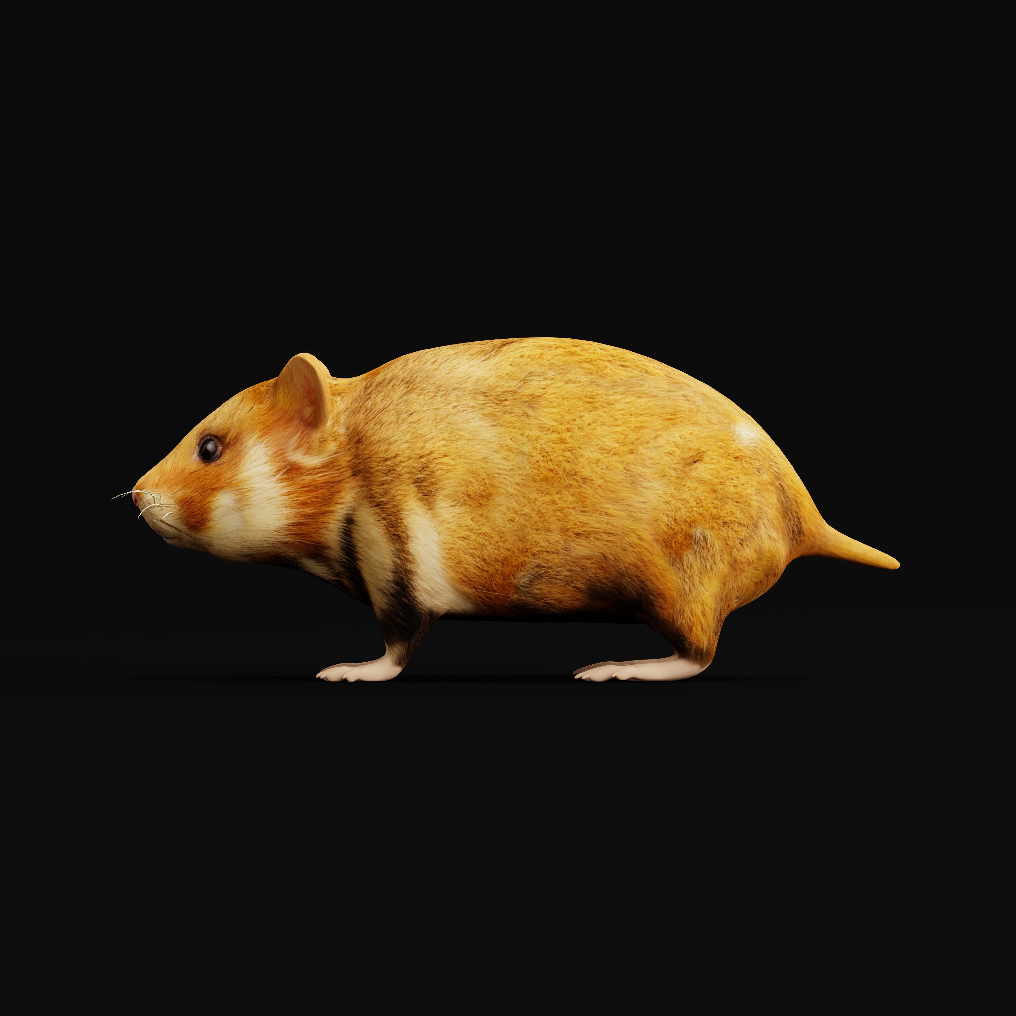 European Hamster Low-poly 3D model_38