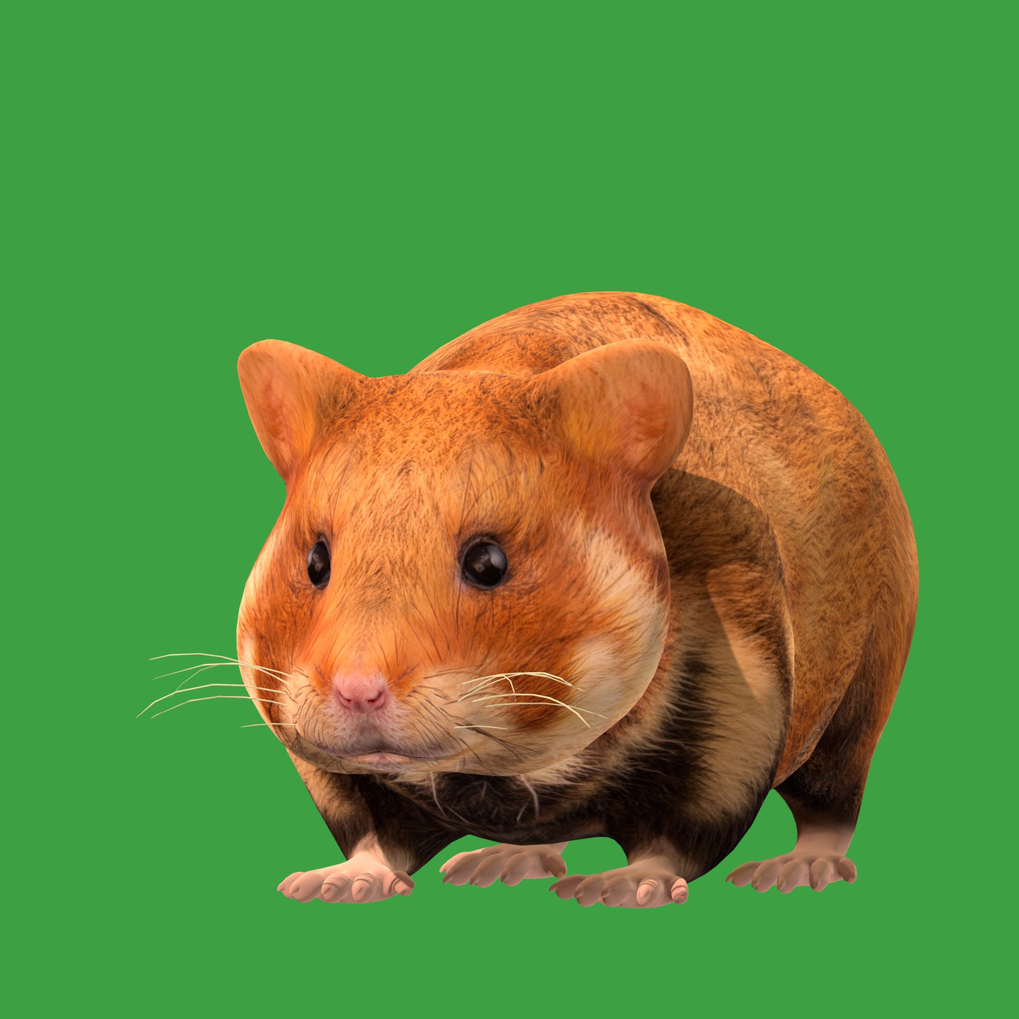 European Hamster Low-poly 3D model_26