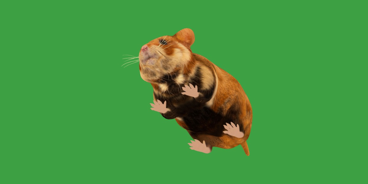 European Hamster Low-poly 3D model_25