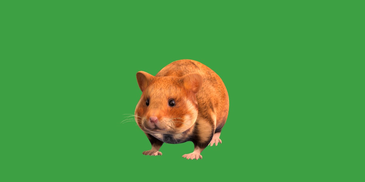 European Hamster Low-poly 3D model_44