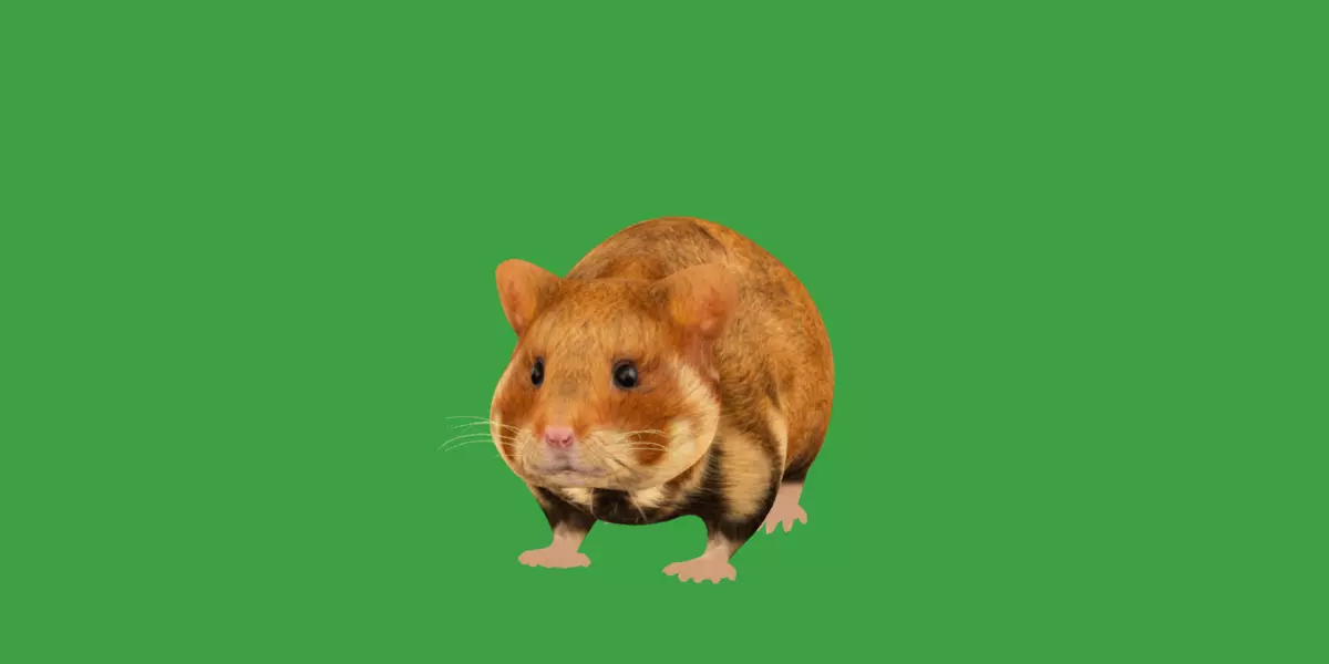European Hamster Low-poly 3D model_0