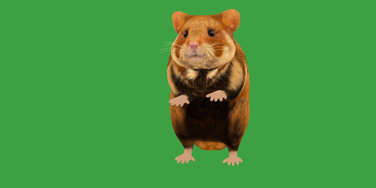 European Hamster Low-poly 3D model_33
