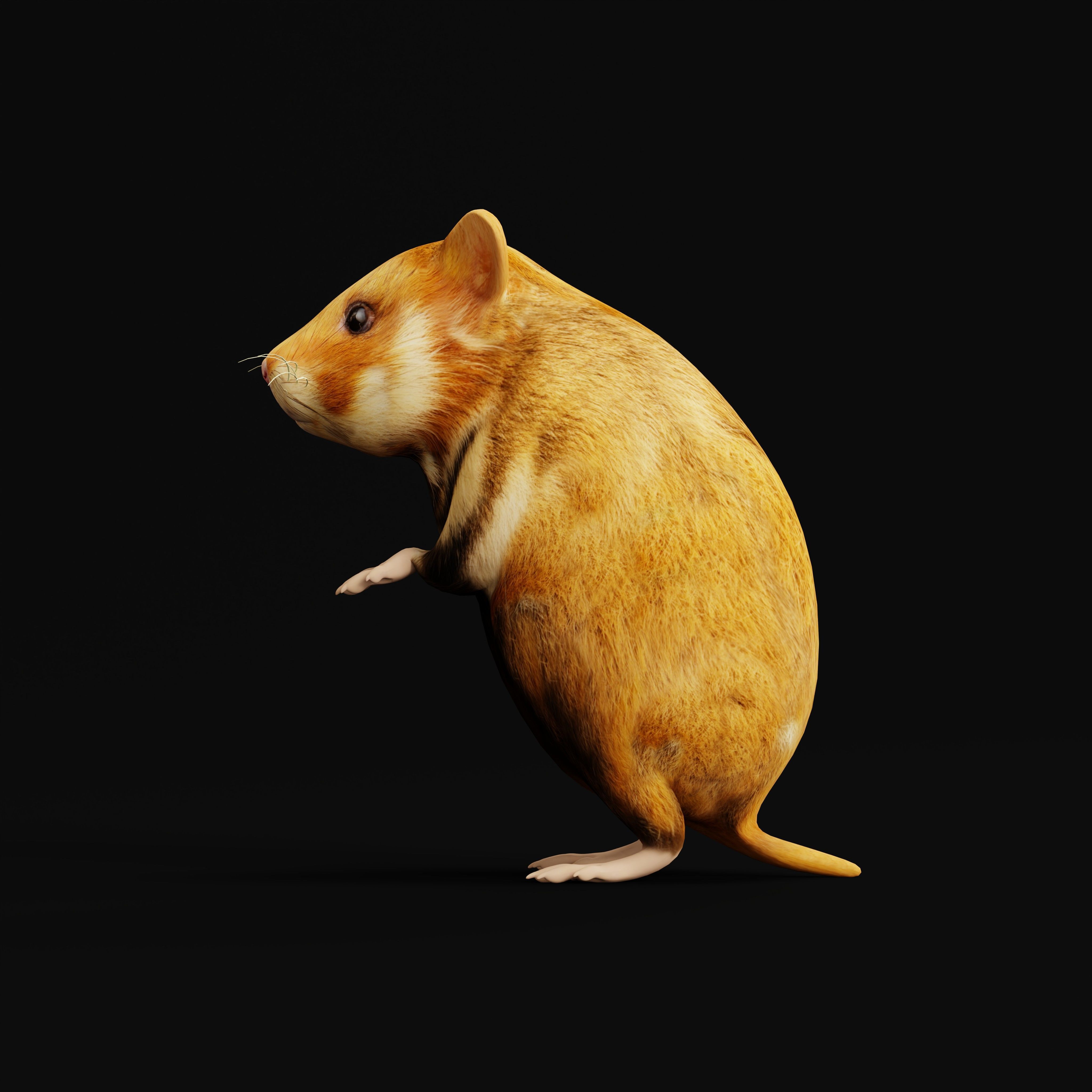 European Hamster Low-poly 3D model_43
