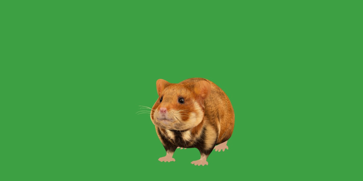 European Hamster Low-poly 3D model_34