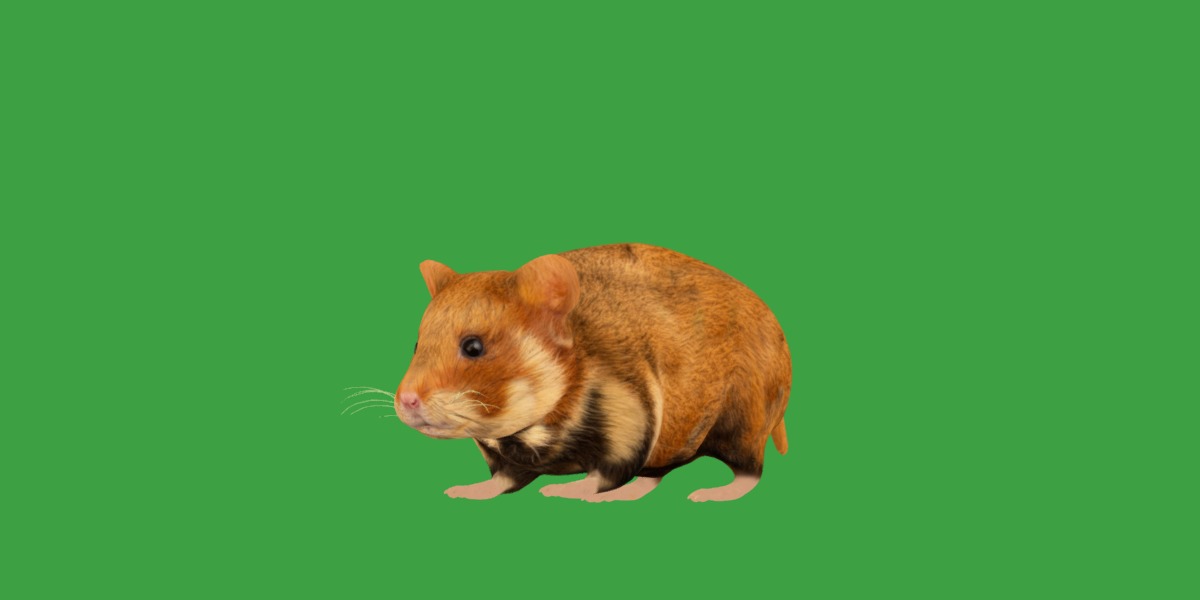 European Hamster Low-poly 3D model_16