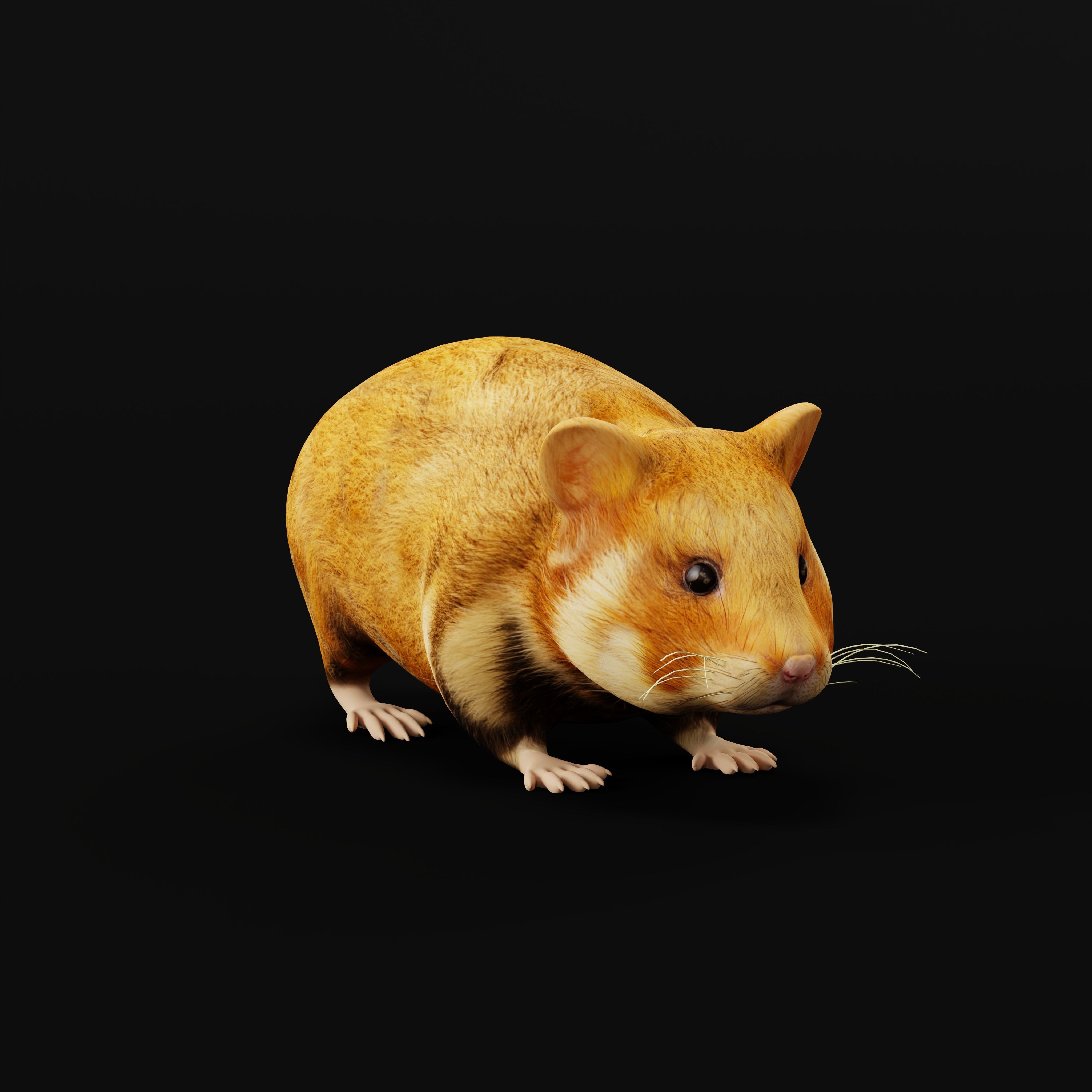 European Hamster Low-poly 3D model_40