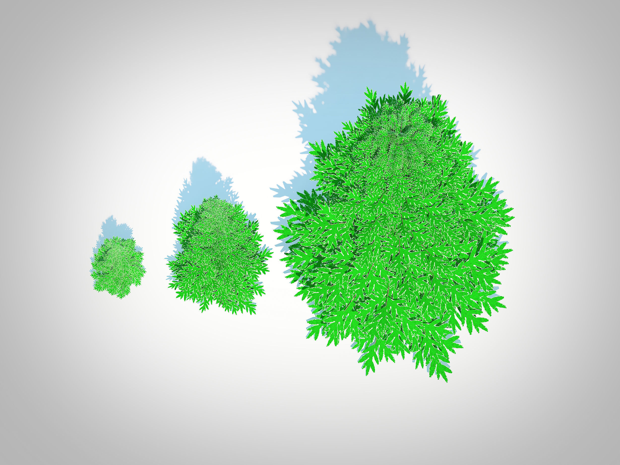  Plant  Abies fraseri- Fraser Fir 3D model_4
