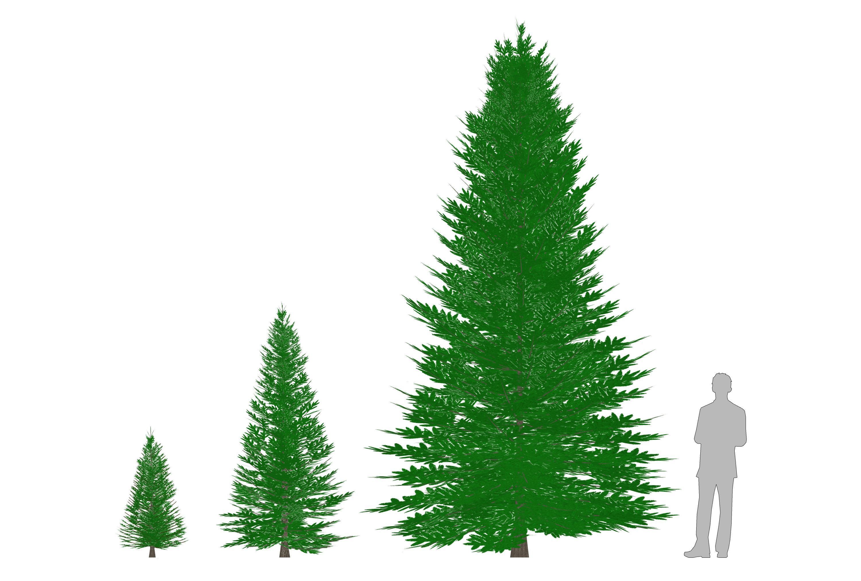  Plant  Abies fraseri- Fraser Fir 3D model_5