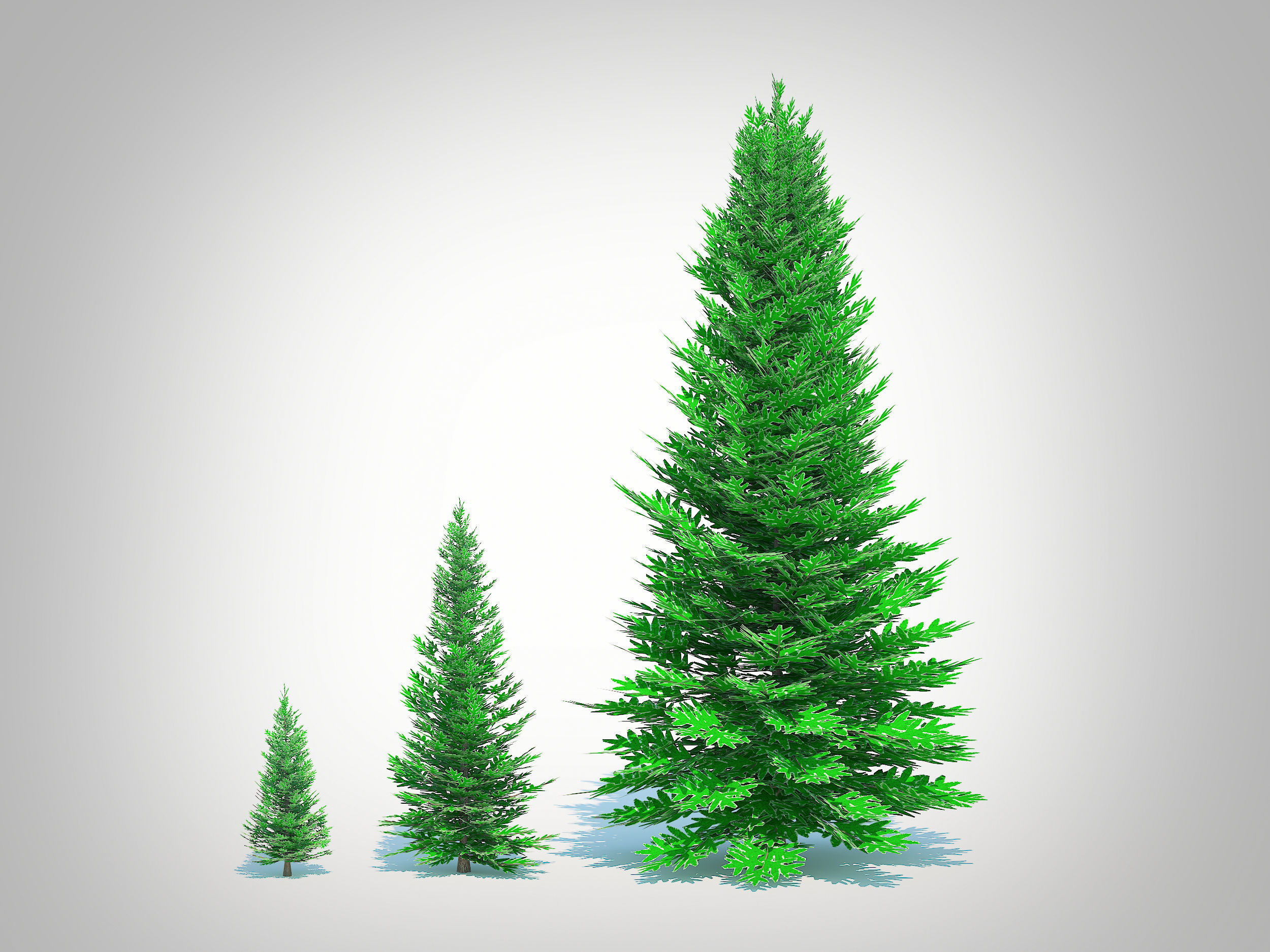  Plant  Abies fraseri- Fraser Fir 3D model_2