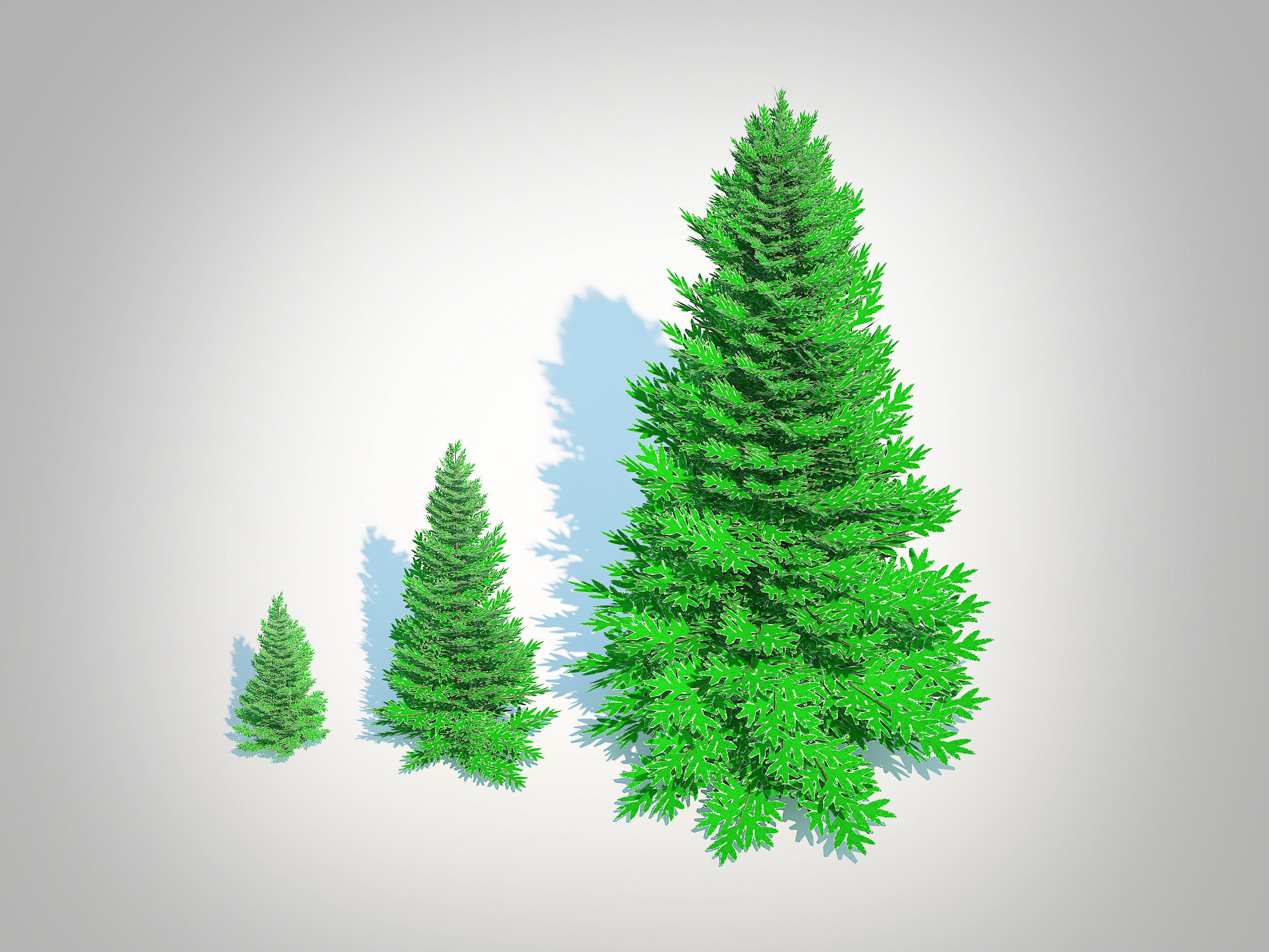  Plant  Abies fraseri- Fraser Fir 3D model_3