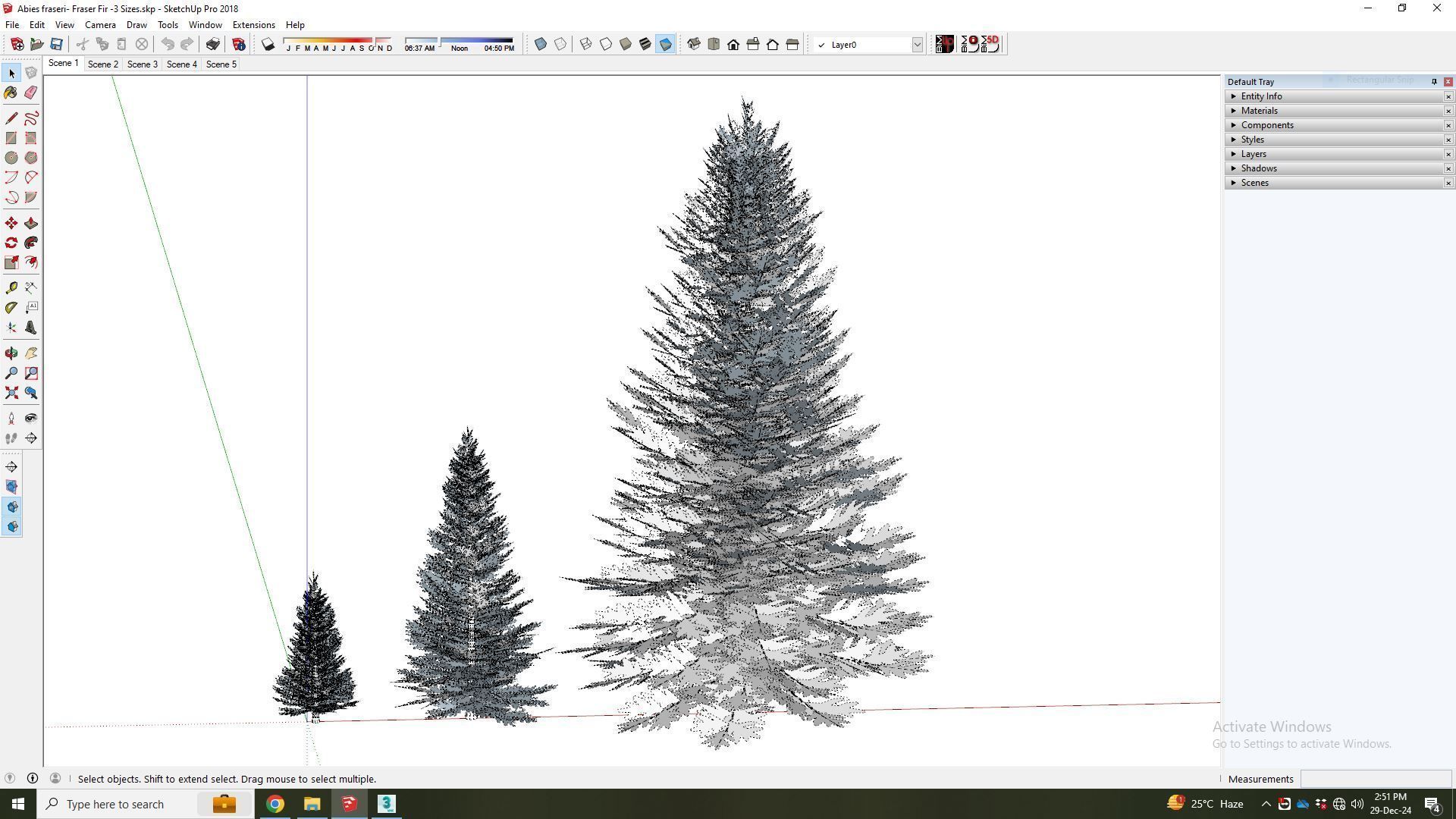  Plant  Abies fraseri- Fraser Fir 3D model_8