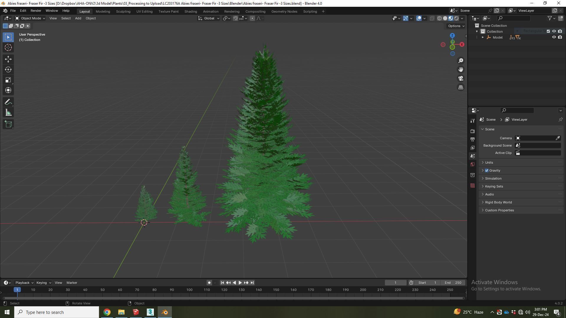  Plant  Abies fraseri- Fraser Fir 3D model_6