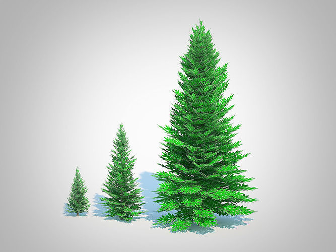  Plant  Abies fraseri- Fraser Fir 3D model