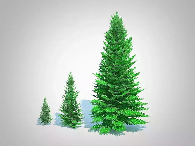  Plant  Abies fraseri- Fraser Fir