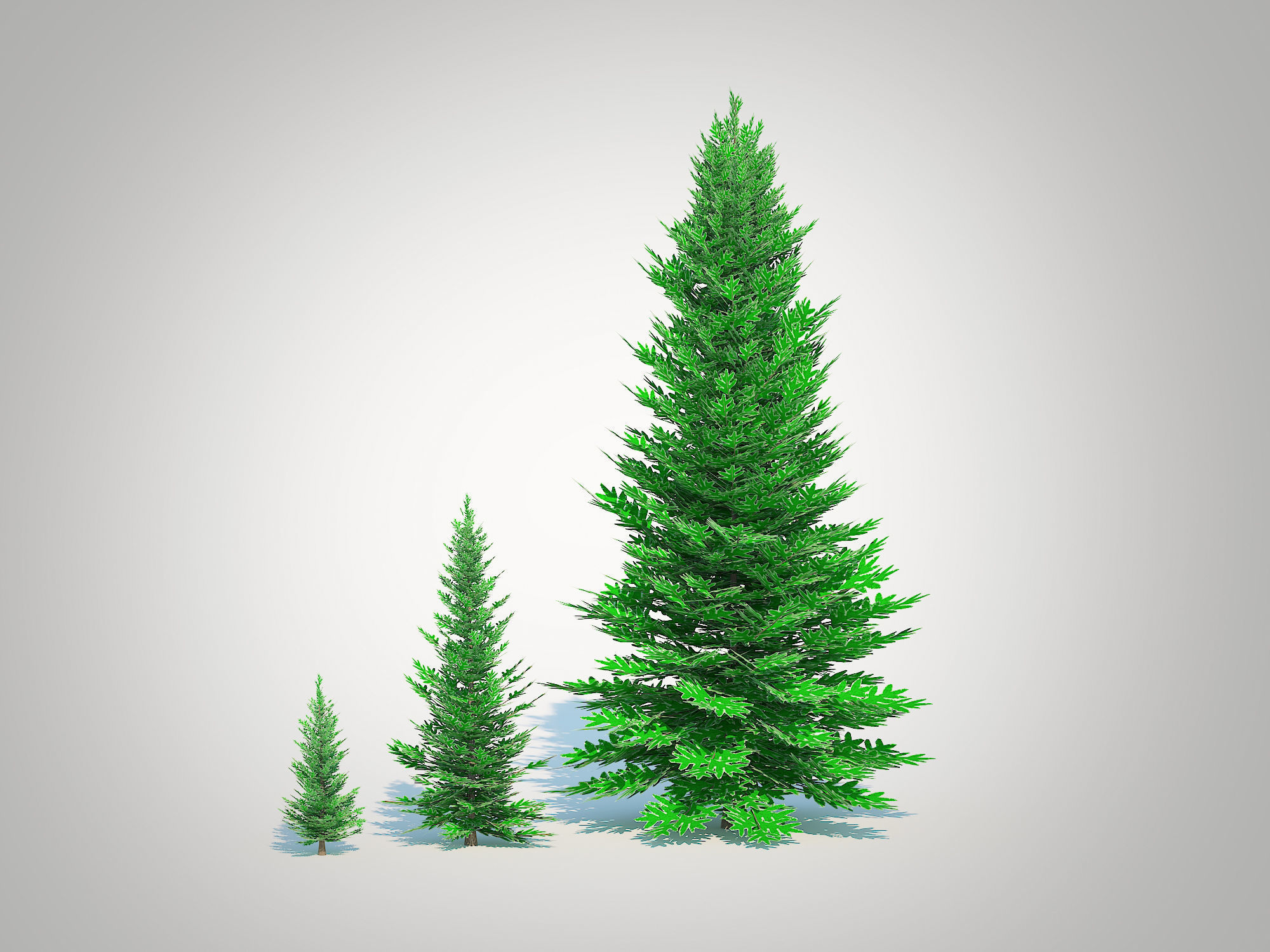  Plant  Abies fraseri- Fraser Fir 3D model_1
