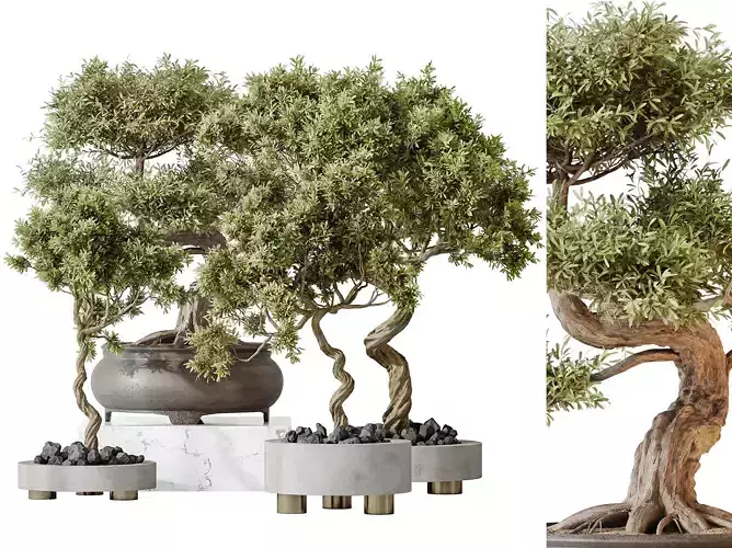 AV Indoor plants set153 Mission Kalamata Leccino Arbequina Olive