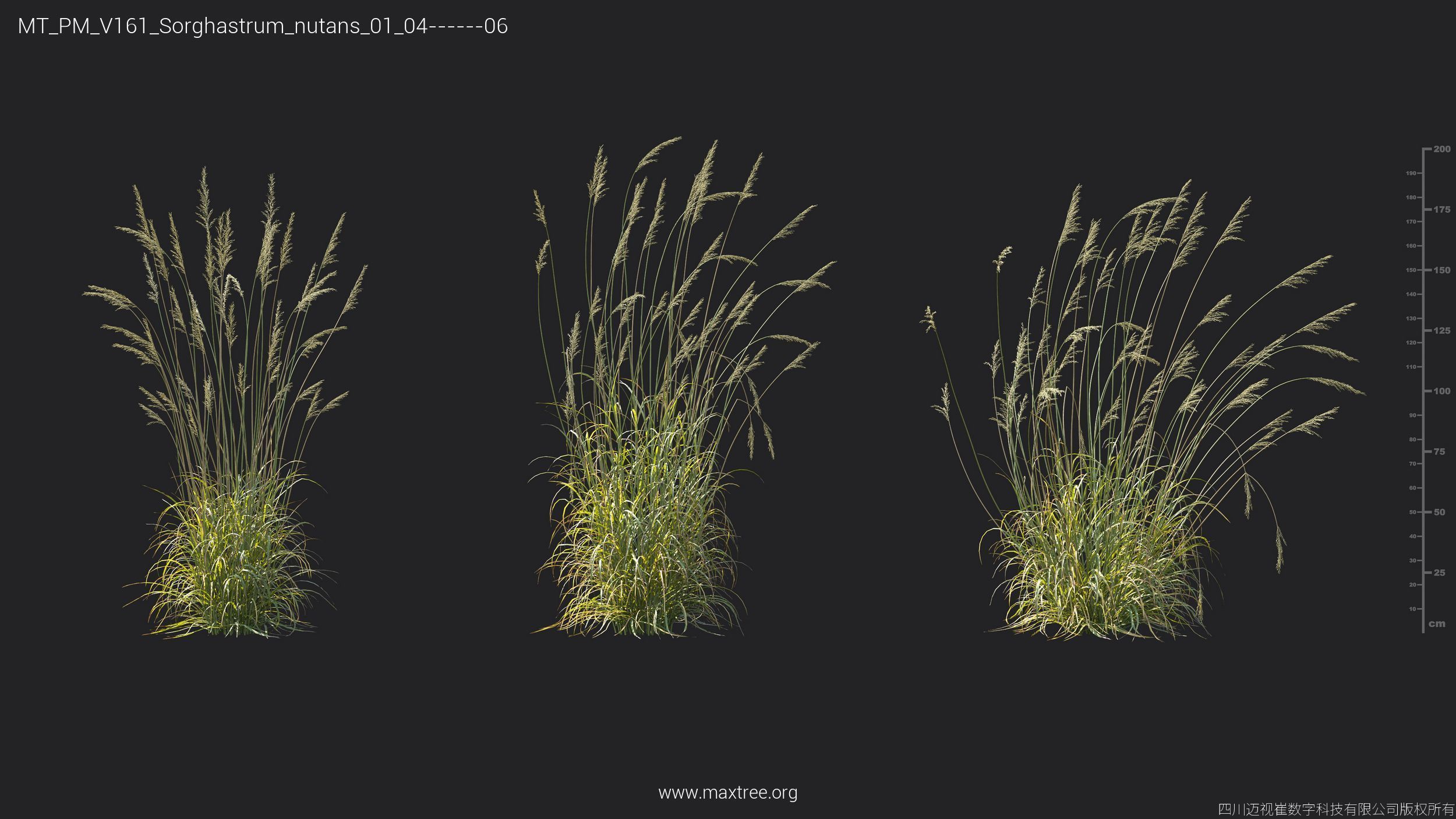 Maxtree Plant Models Vol 161 - Mesh 3D model_36