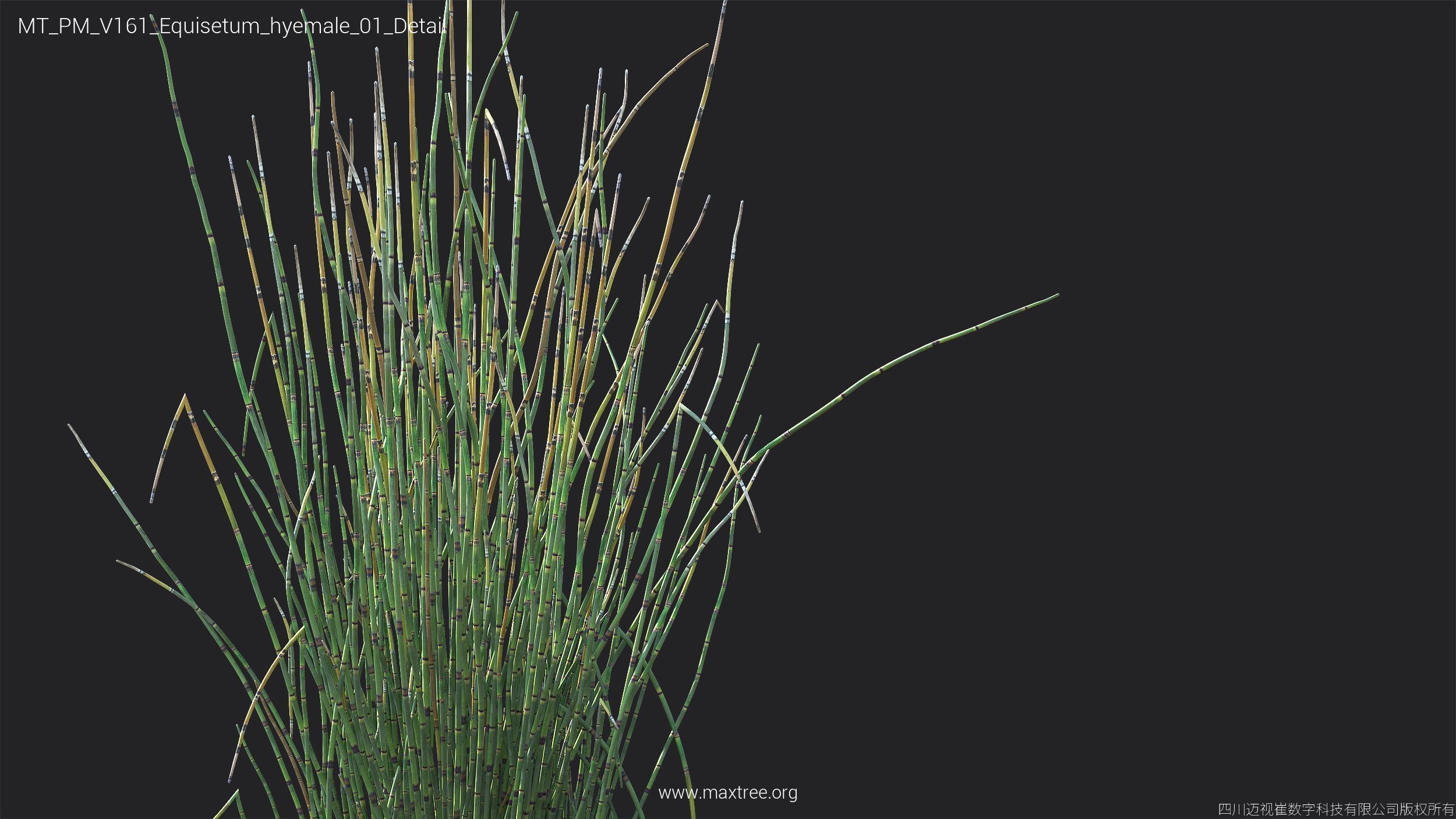 Maxtree Plant Models Vol 161 - Mesh 3D model_13