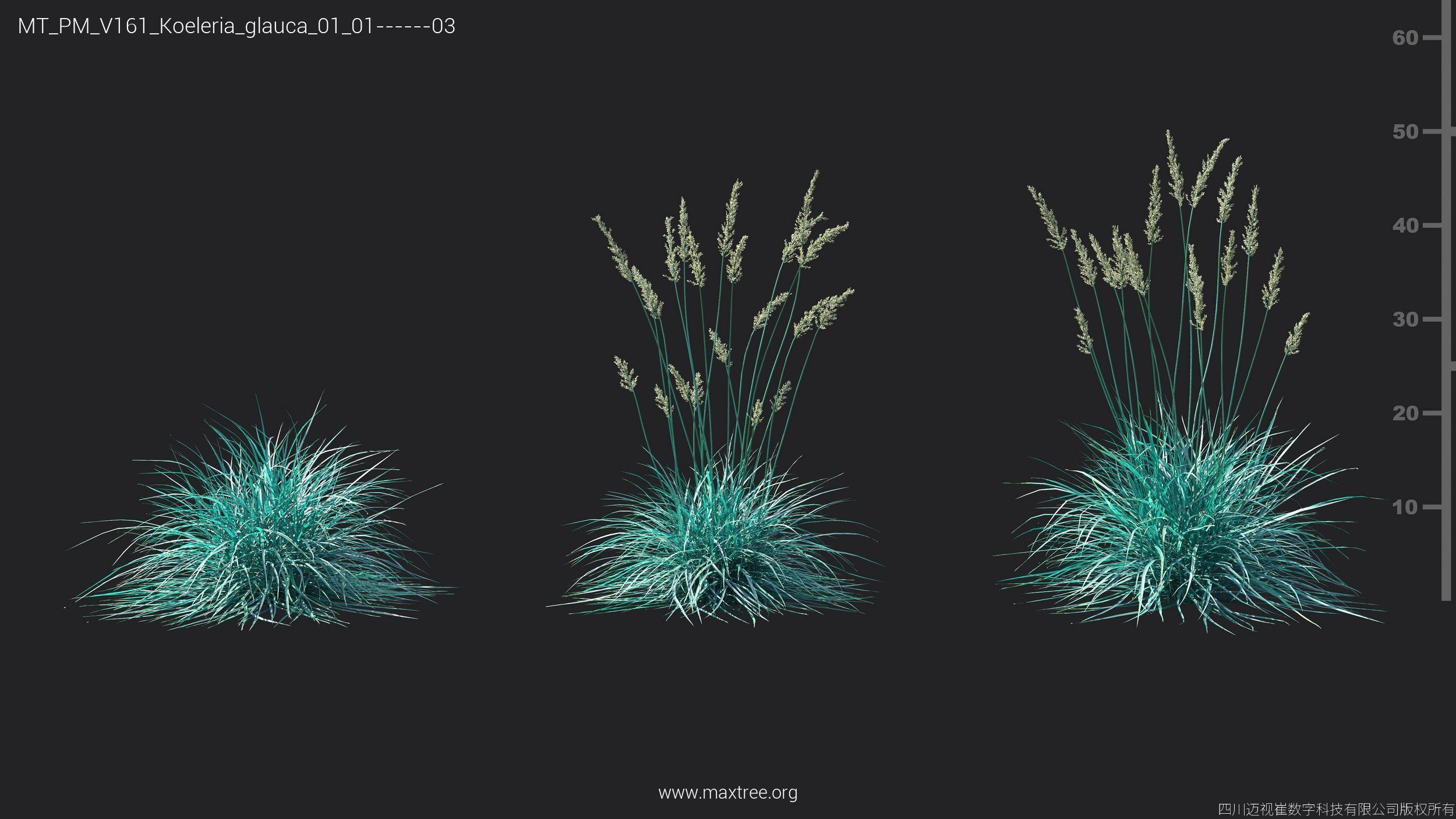 Maxtree Plant Models Vol 161 - Mesh 3D model_20