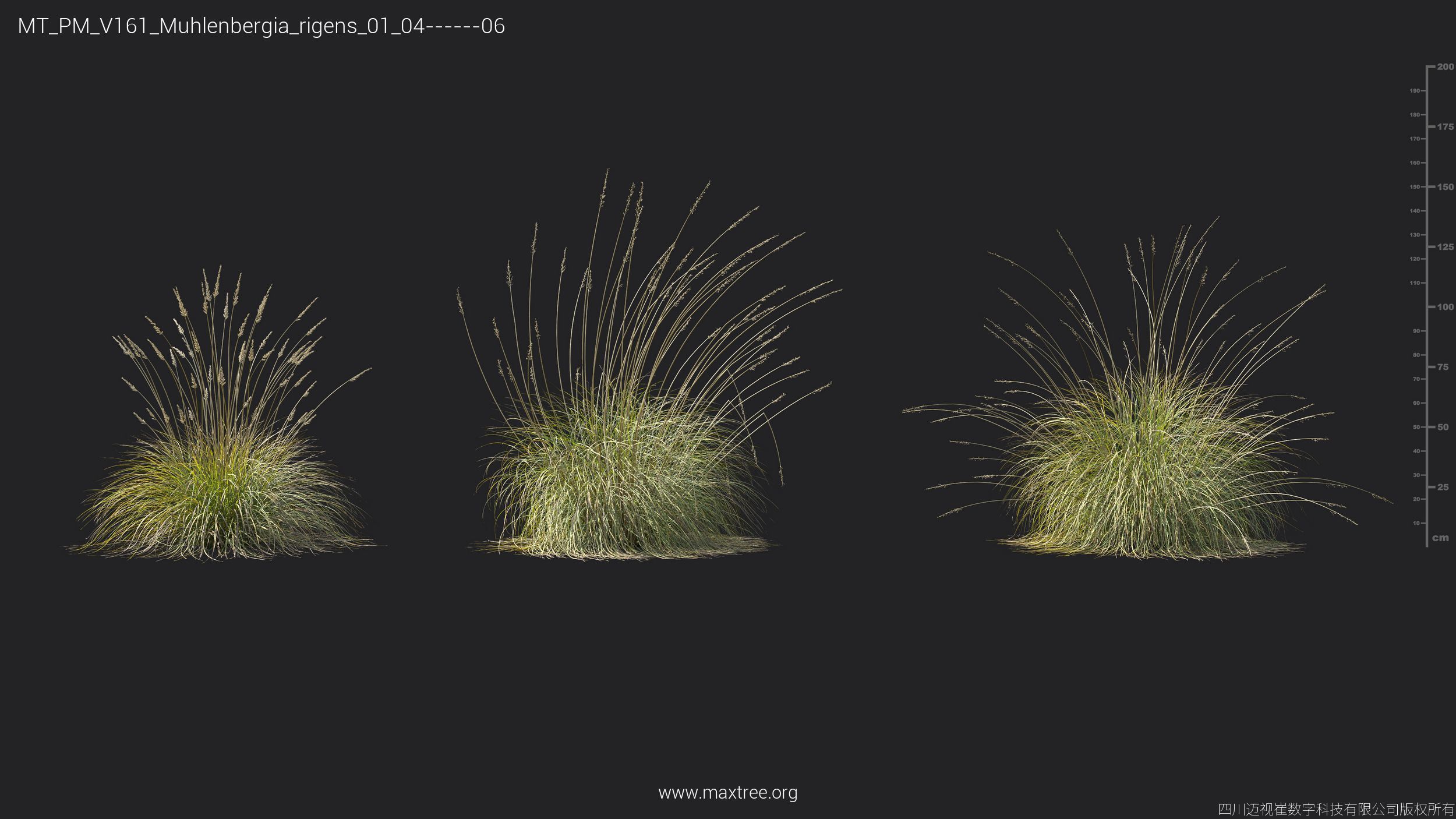 Maxtree Plant Models Vol 161 - Mesh 3D model_24