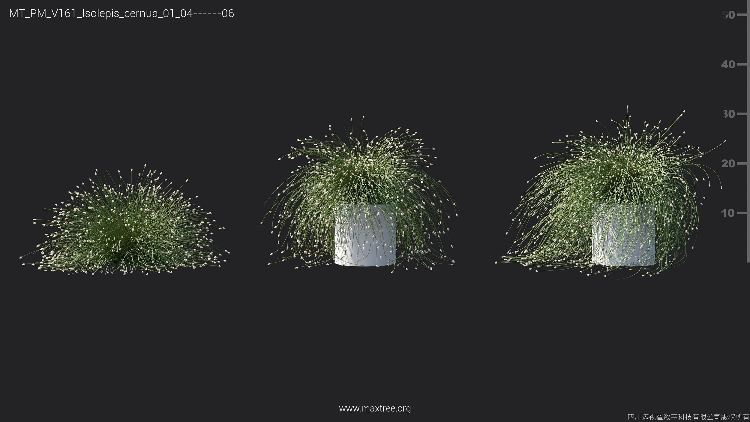 Maxtree Plant Models Vol 161 - Mesh 3D model_15