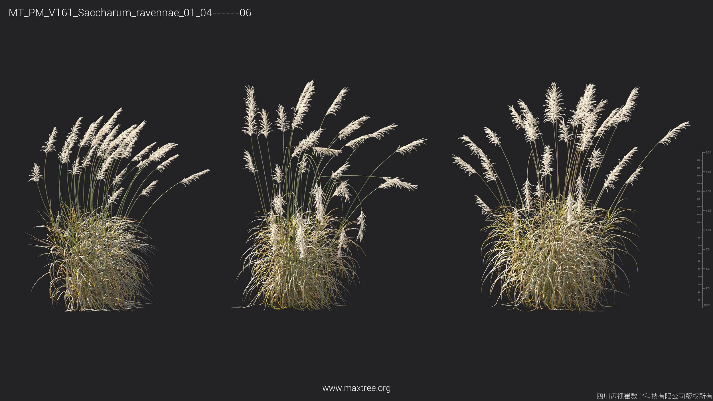 Maxtree Plant Models Vol 161 - Mesh 3D model_30